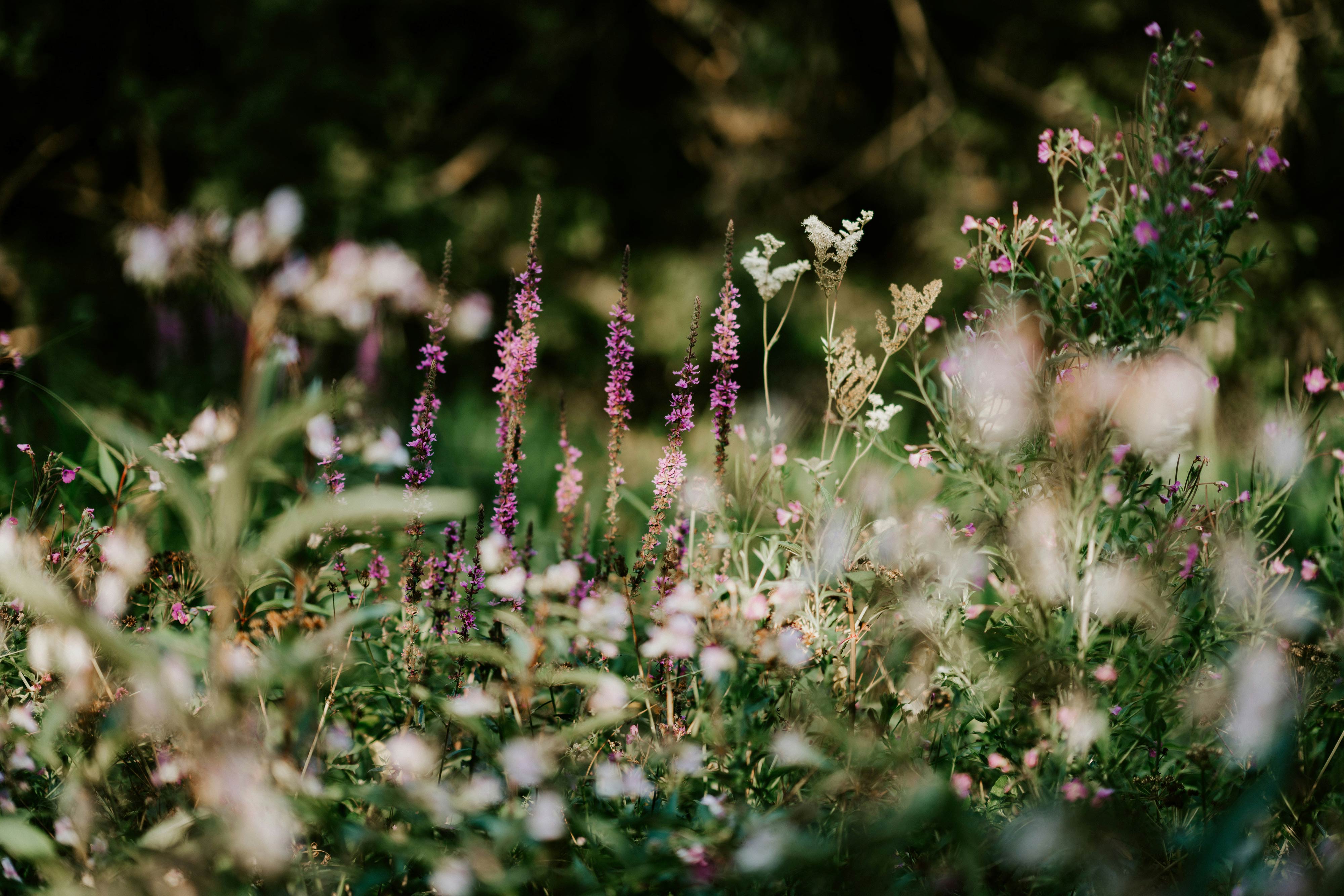 shallow focus photography of white flowers