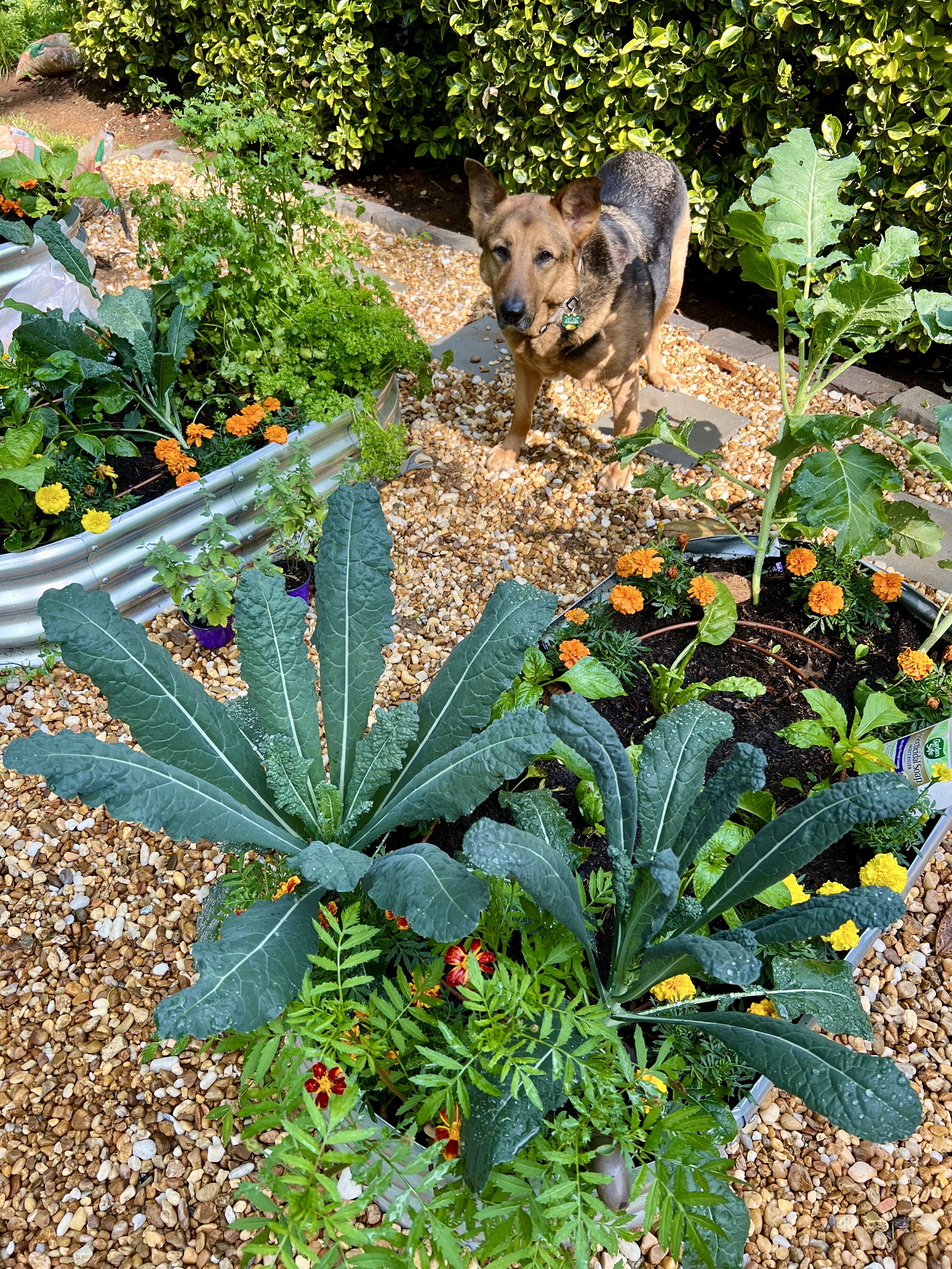 Landscape design for native front yard in Marietta