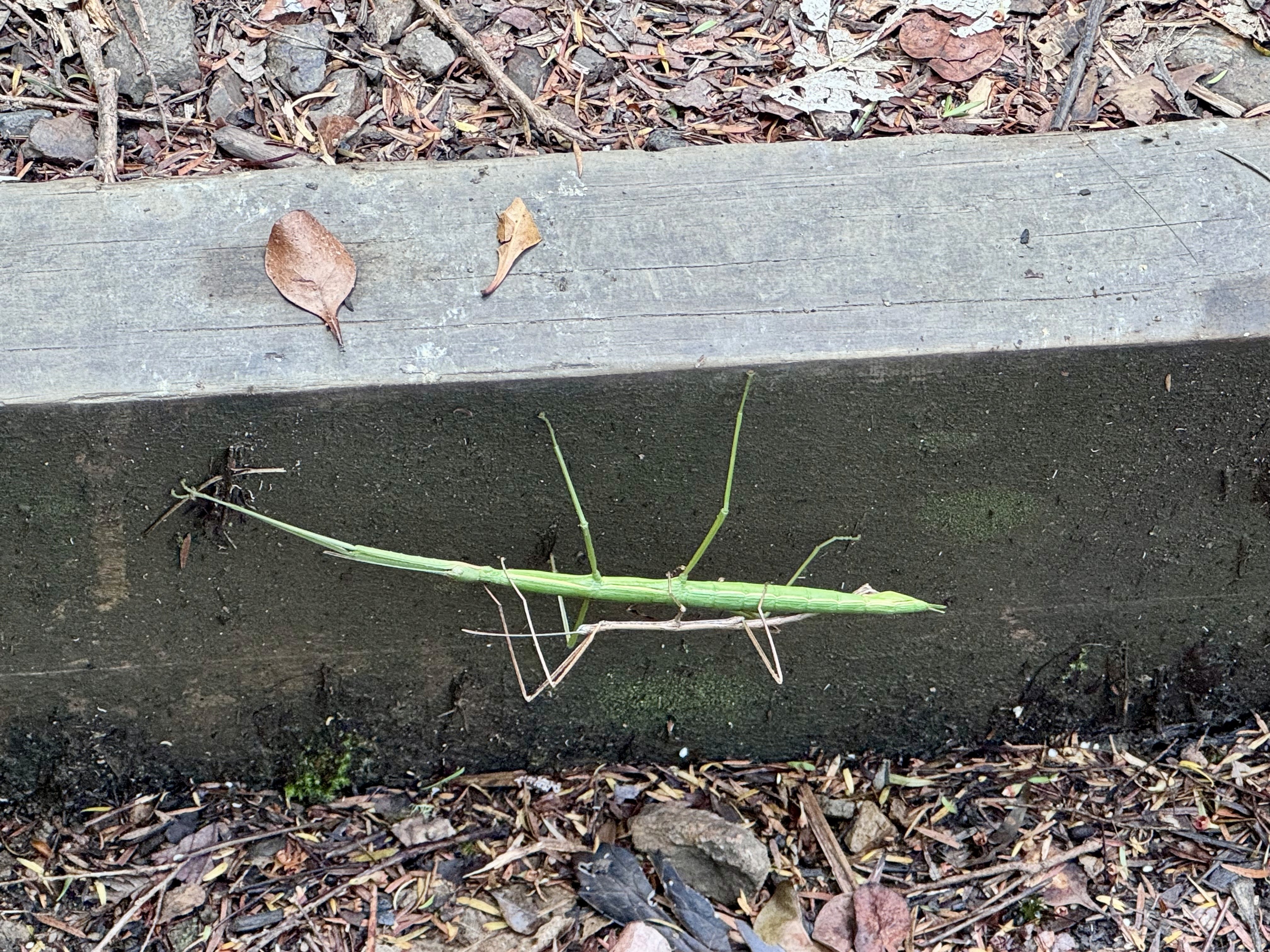 A stick insect on the steps in Waiheke island