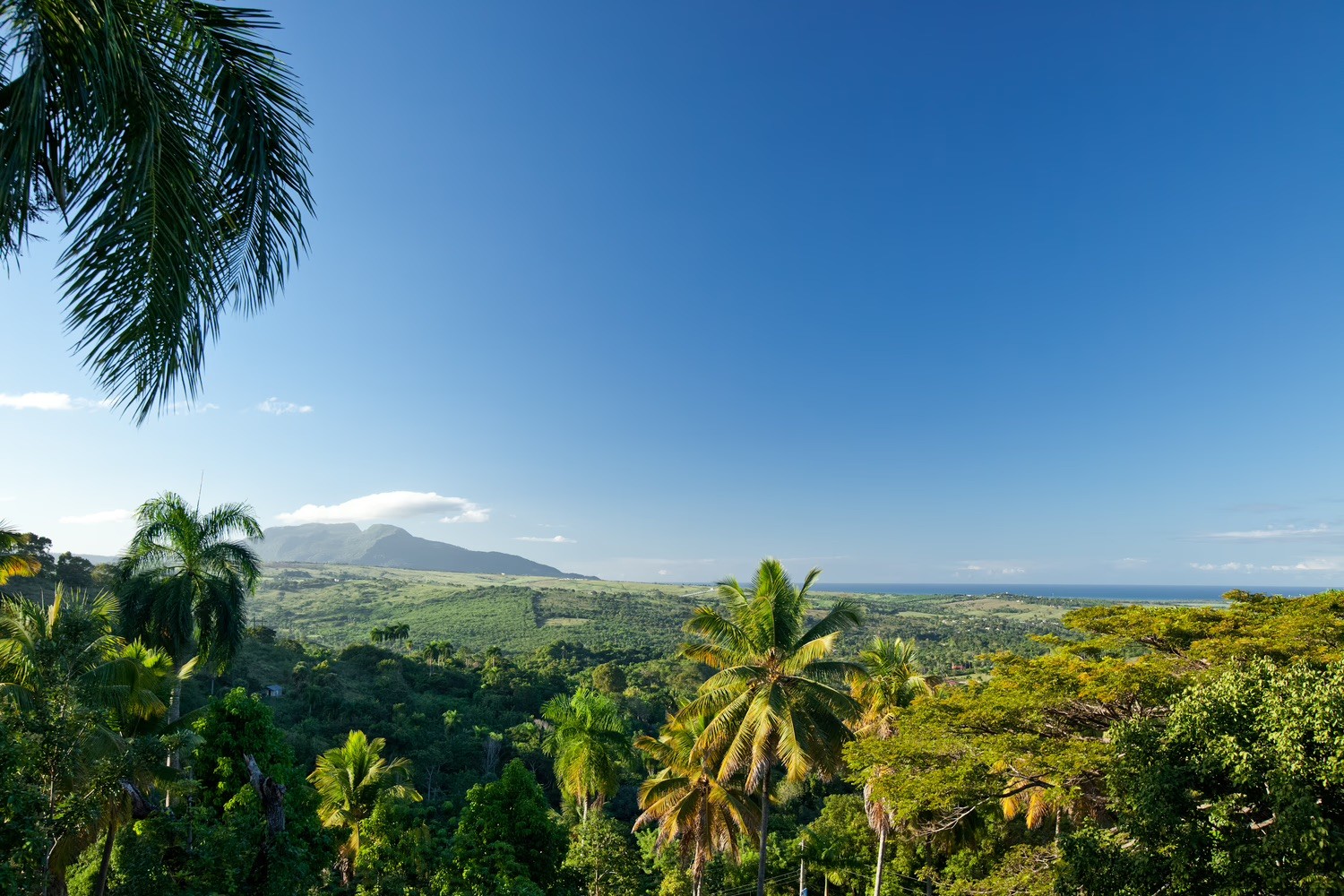 Scenic view of tropical hills and palm trees under a blue sky.