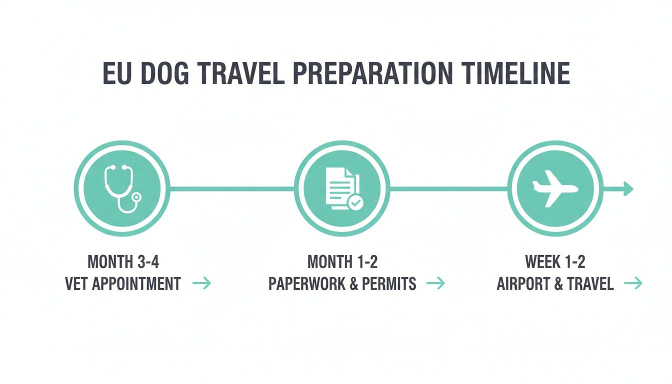 A timeline graphic detailing the steps for EU dog travel preparation, including vet appointment, paperwork, and airport travel.