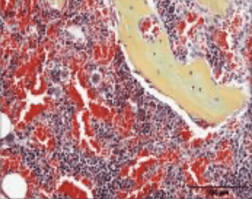 Detailed view of a tissue featuring red and white spots, showcasing the unique coloration and design of the material.