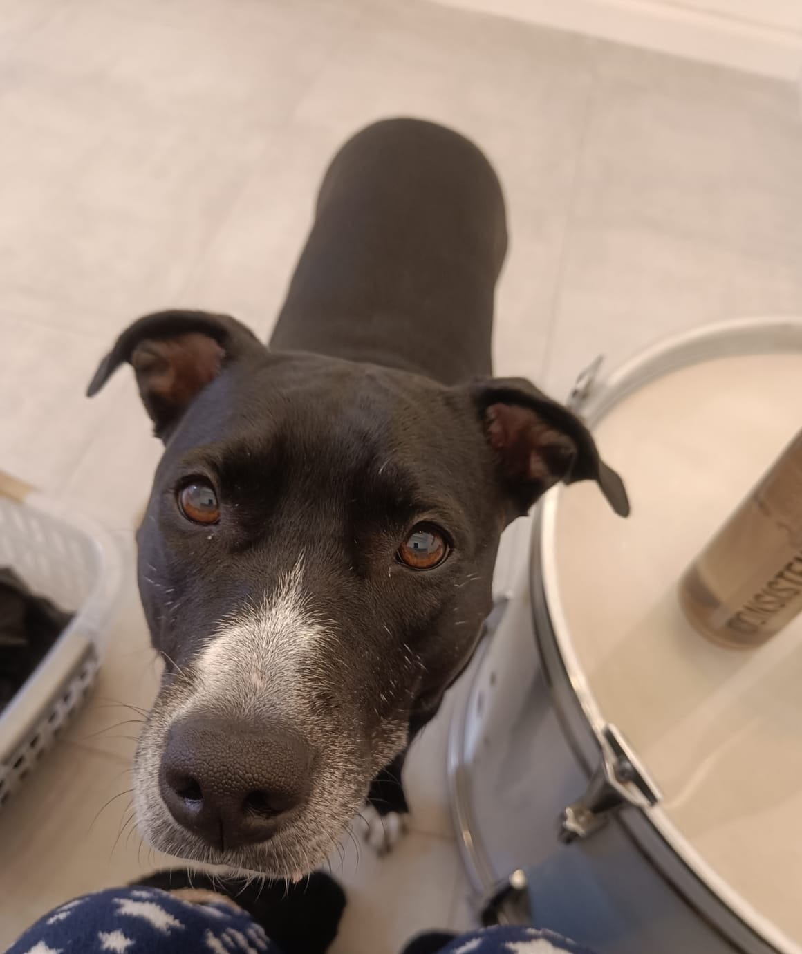 Billie the pitbull with healed nose after using SnoutCover for DLE treatment
