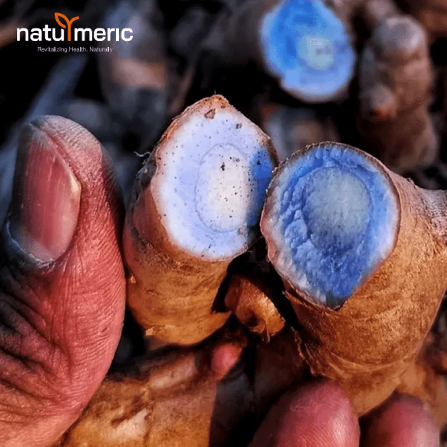 ladang kunyit hitam Malaysia