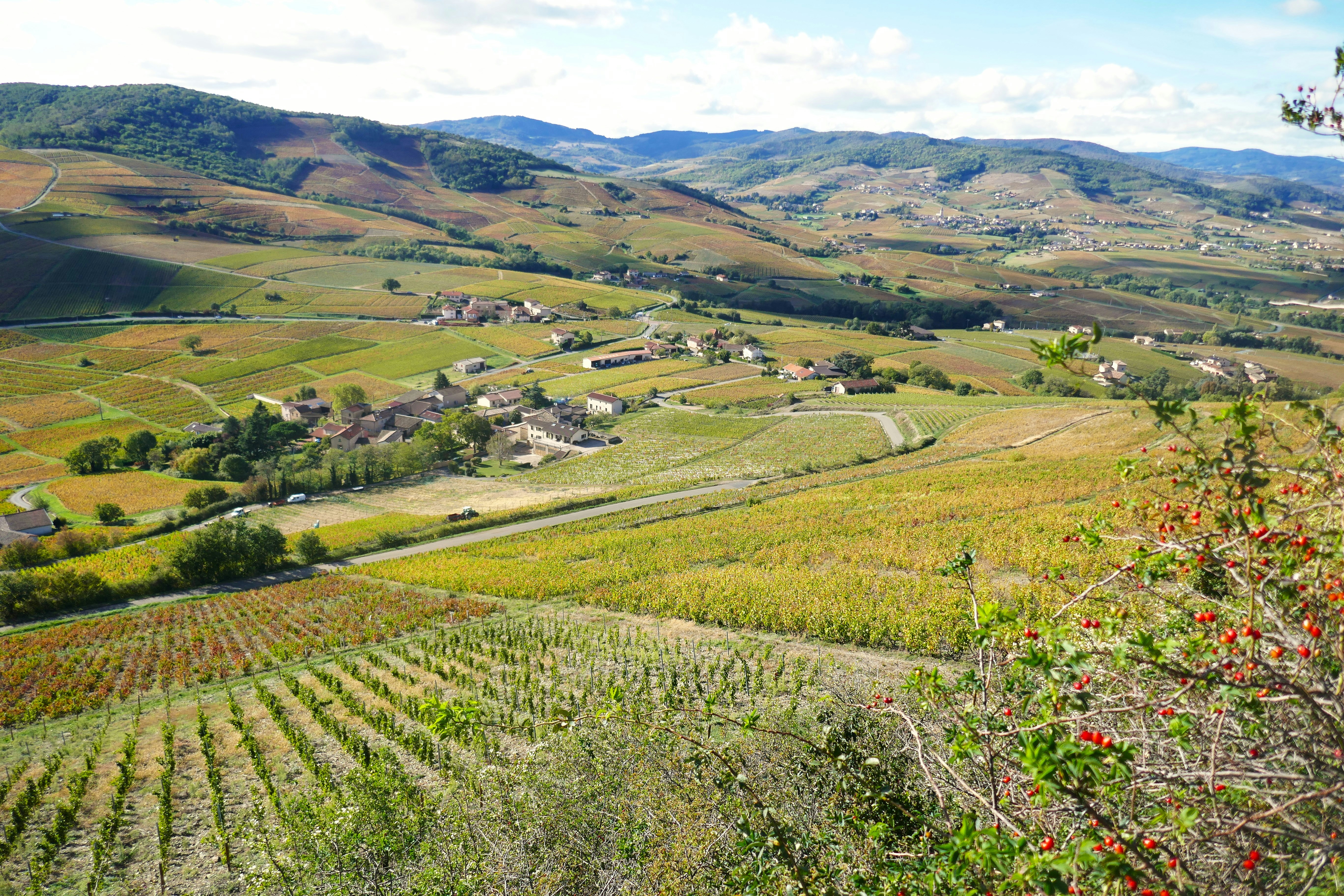 Vast vineyard in a beautiful, hilly landscape.