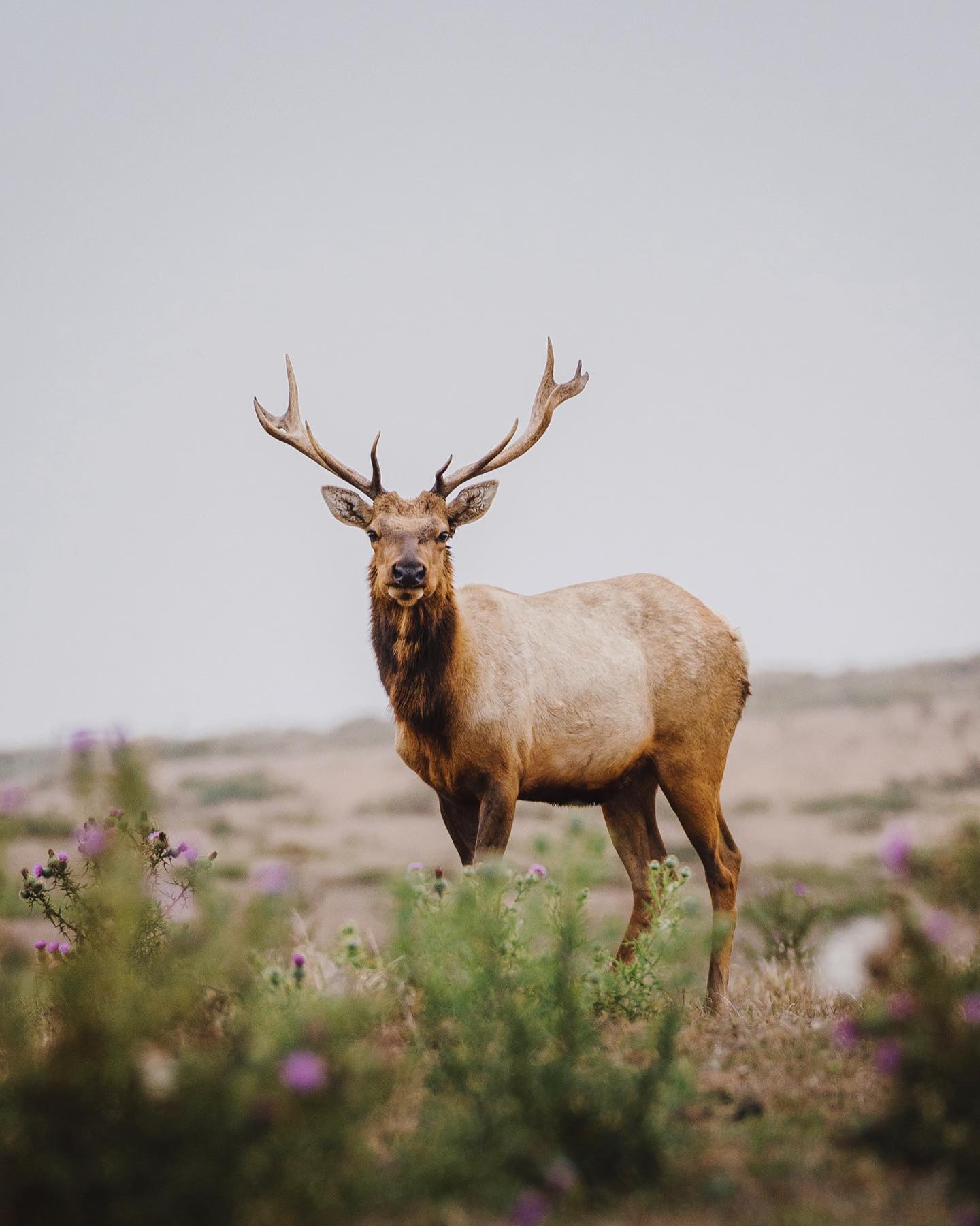 A majestic elk stands in a field of wildflowers, its gaze fixed forward against a pale sky backdrop.
