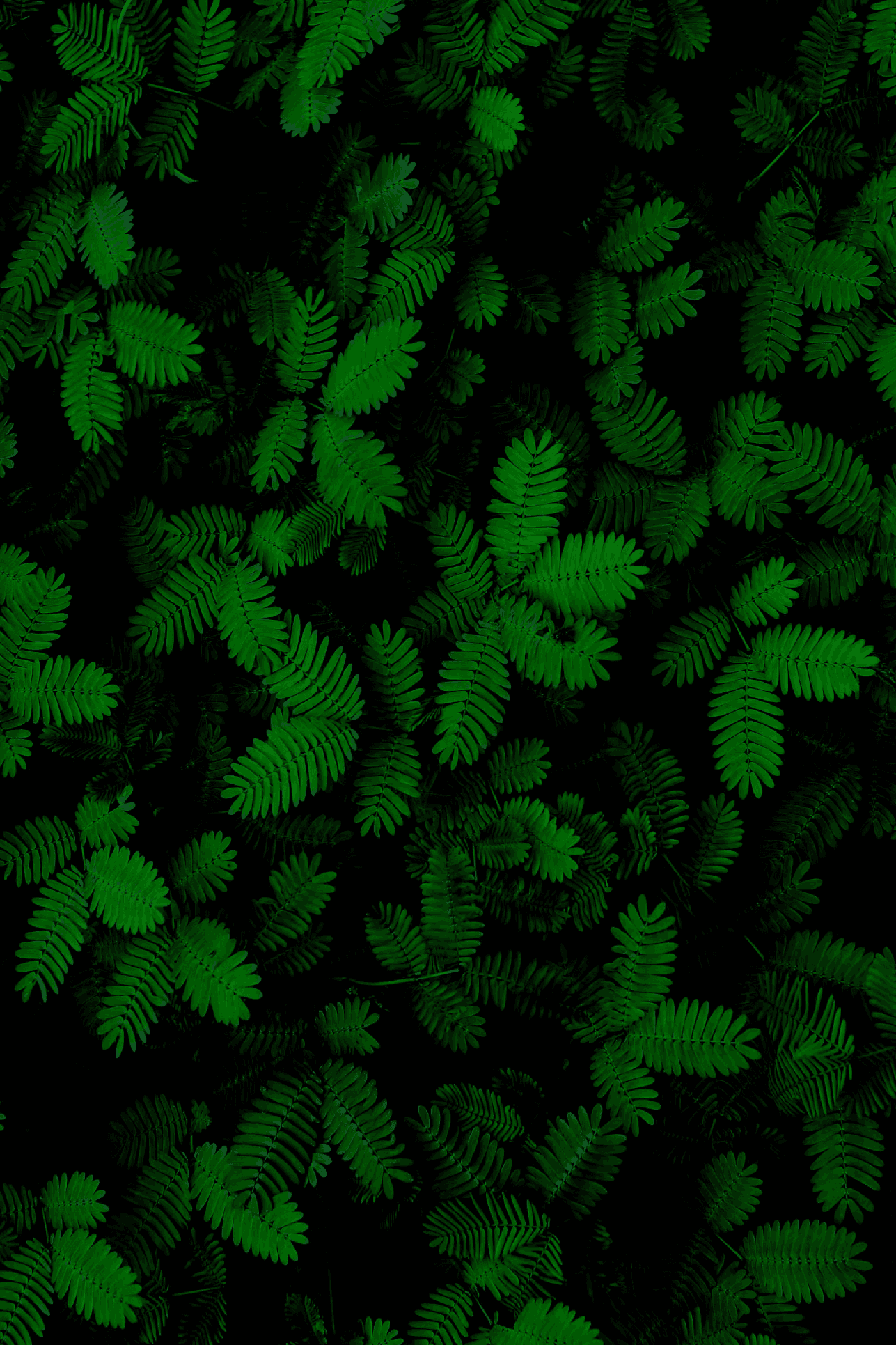 Dense pattern of dark green fern leaves