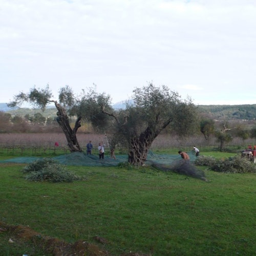 人們在一片草地上圍著橄欖樹收割，地上鋪著網子，遠處的山丘在多雲的天空下。
