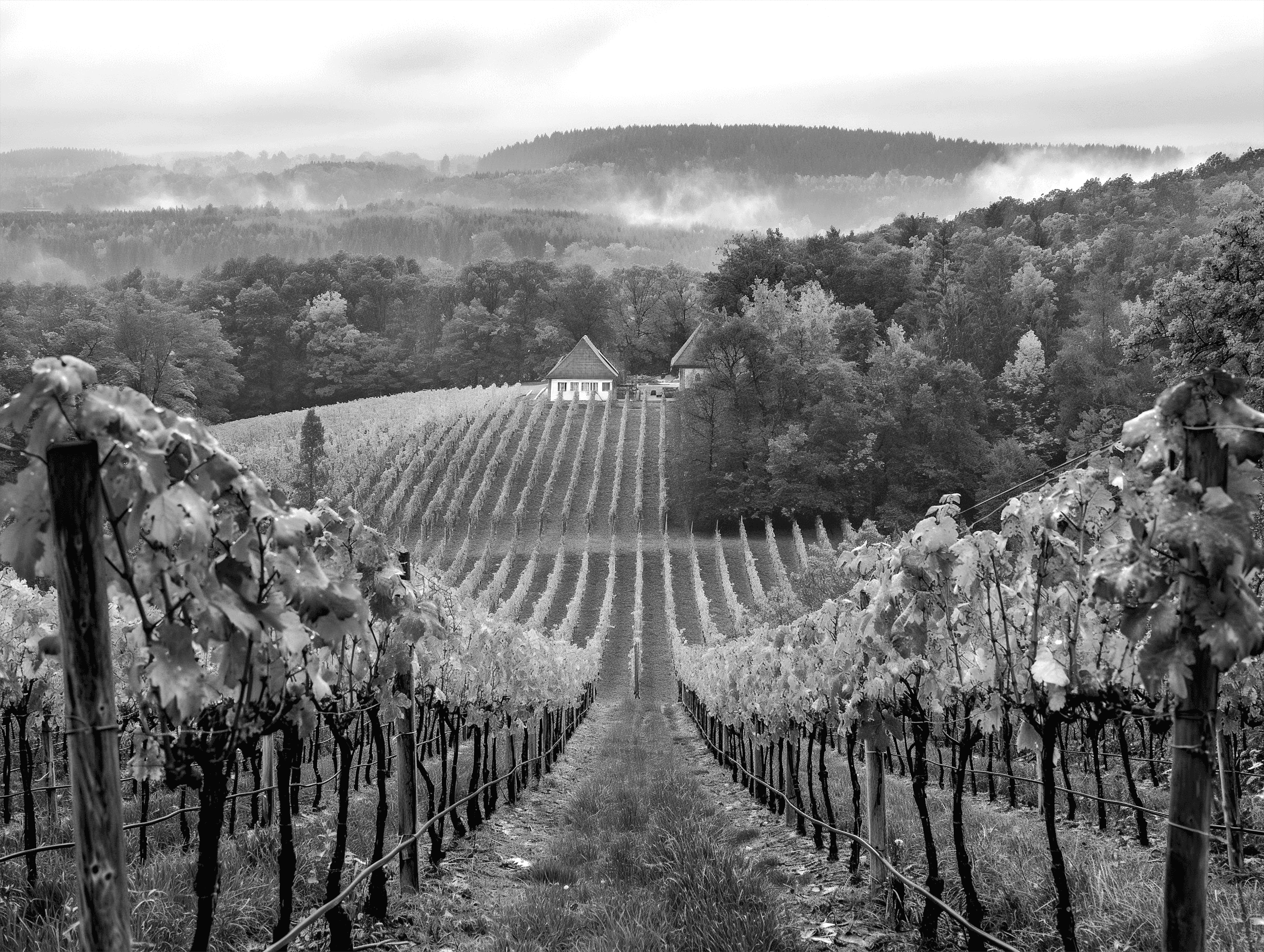 Black and white vineyard landscape with rows of grapevines leading to a house on a misty hillside