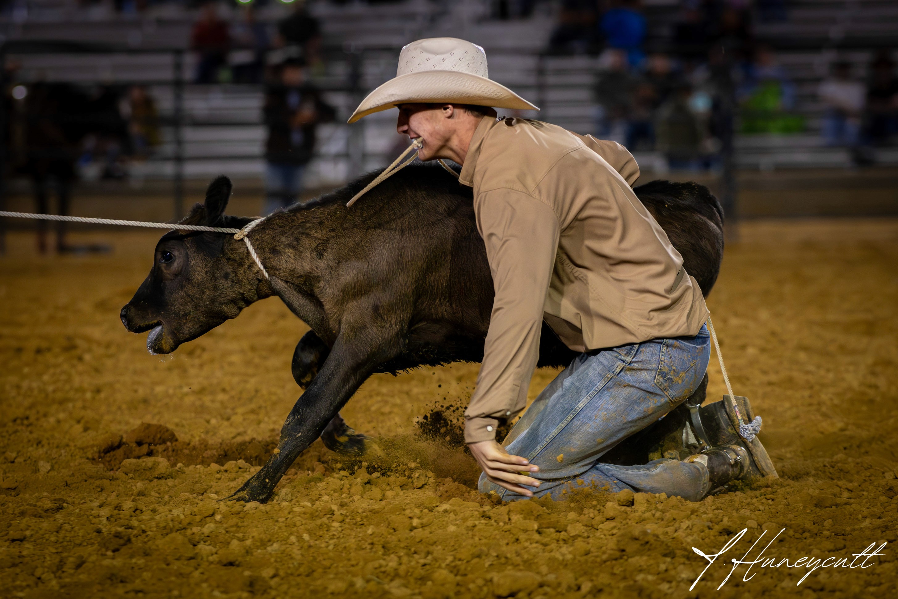 Bull in stall at River City Rodeo