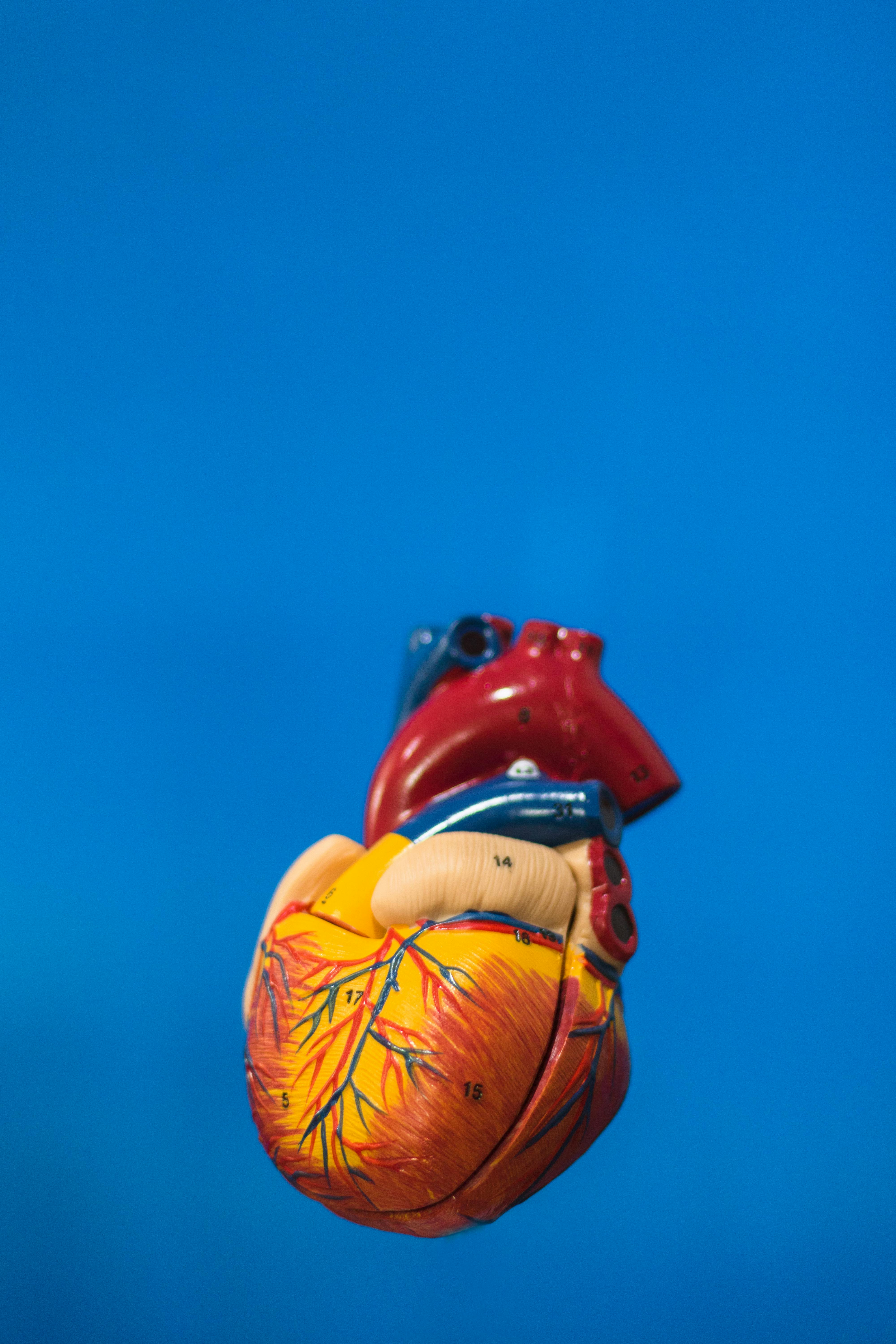 vibrant-anatomical-heart-model-against-a-solid-blue-backdrop,-showcasing-educati - yasser-hernandez (pexels)