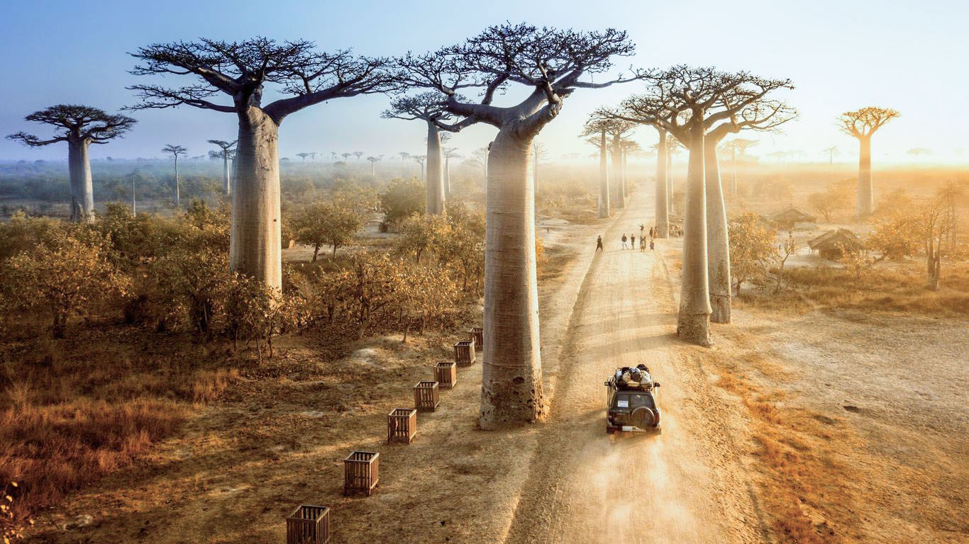 Baobaos en Madagascar
