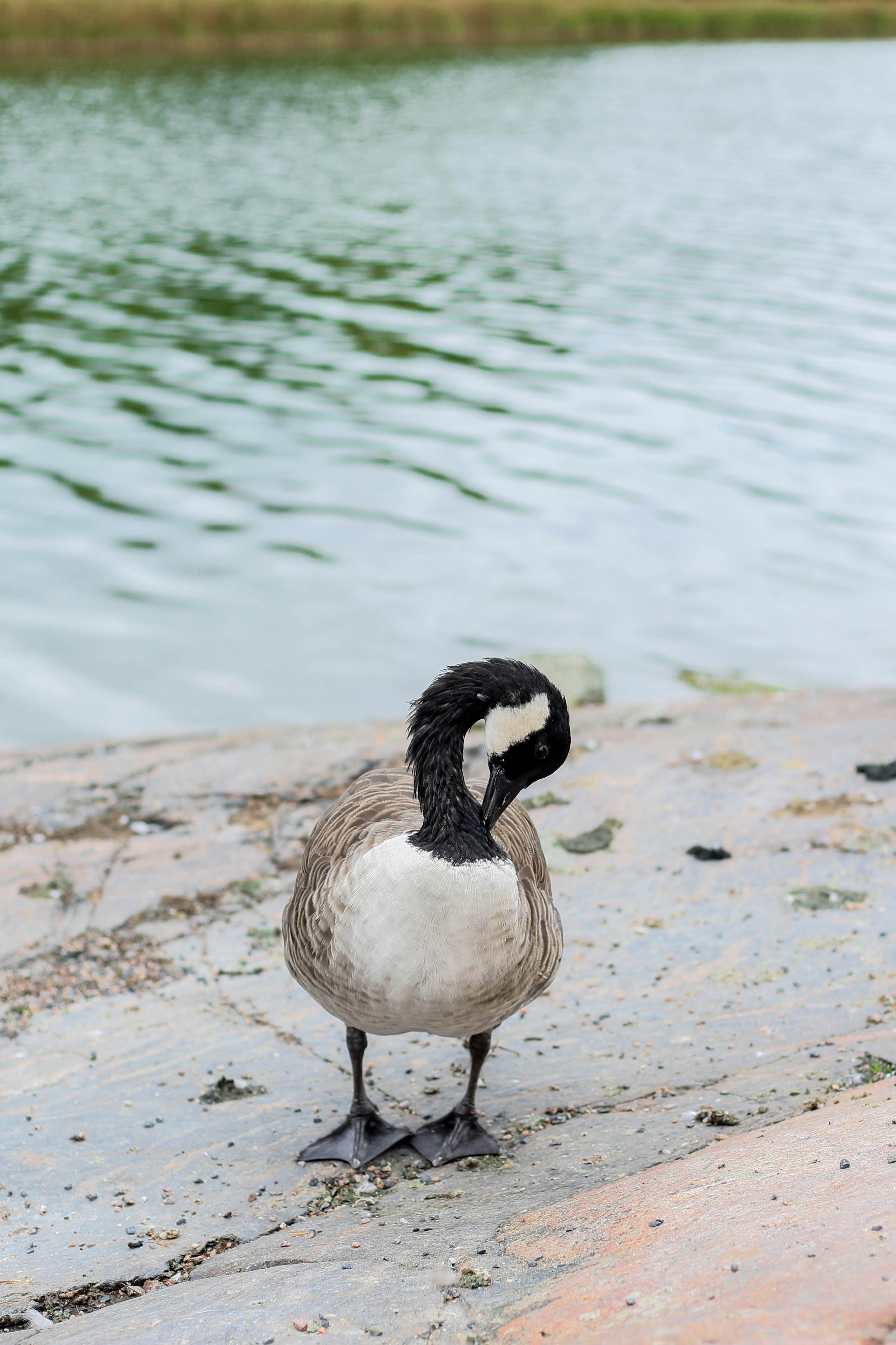 A goose preens its feathers by the water.
