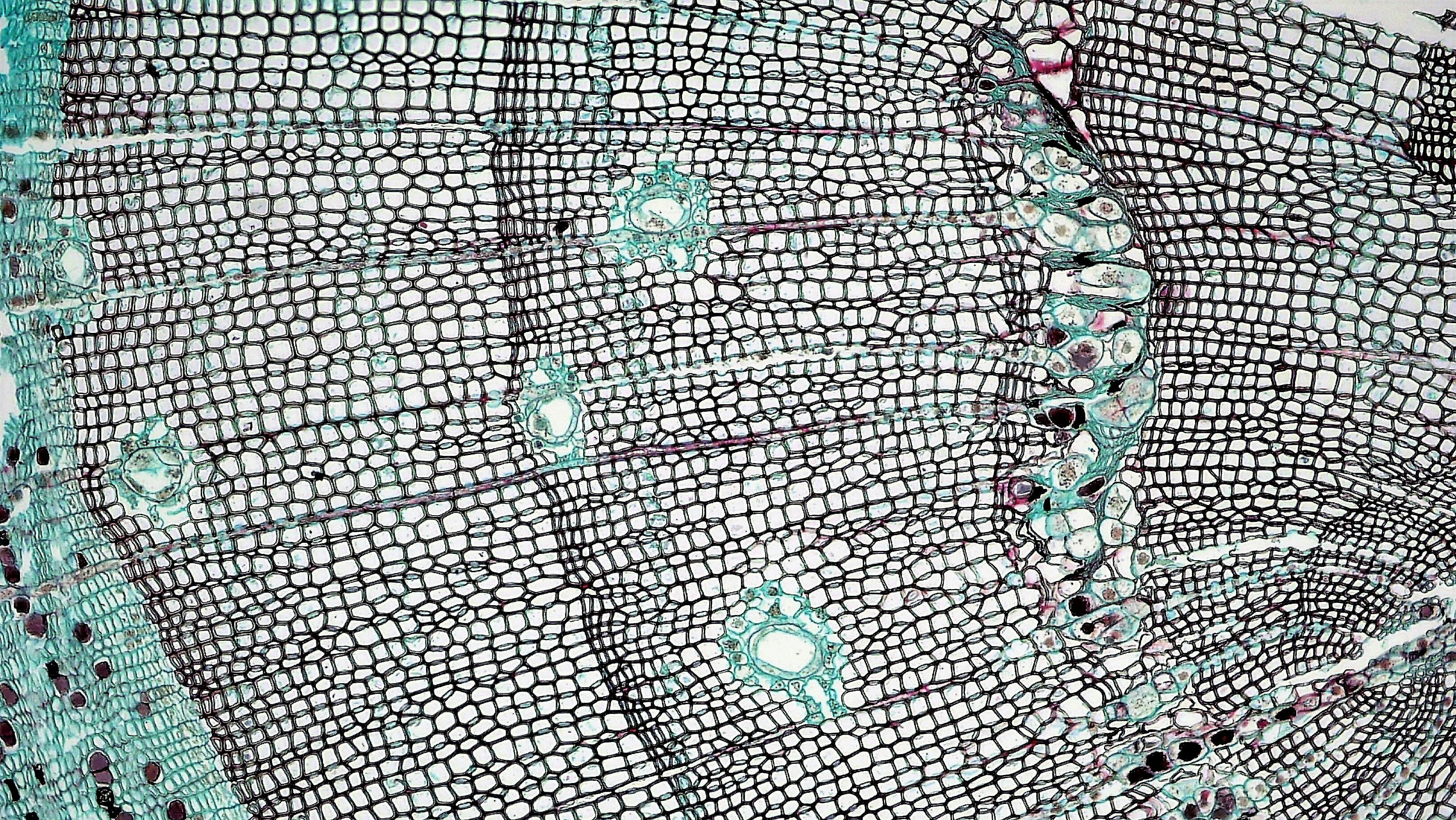 How to Study Biology