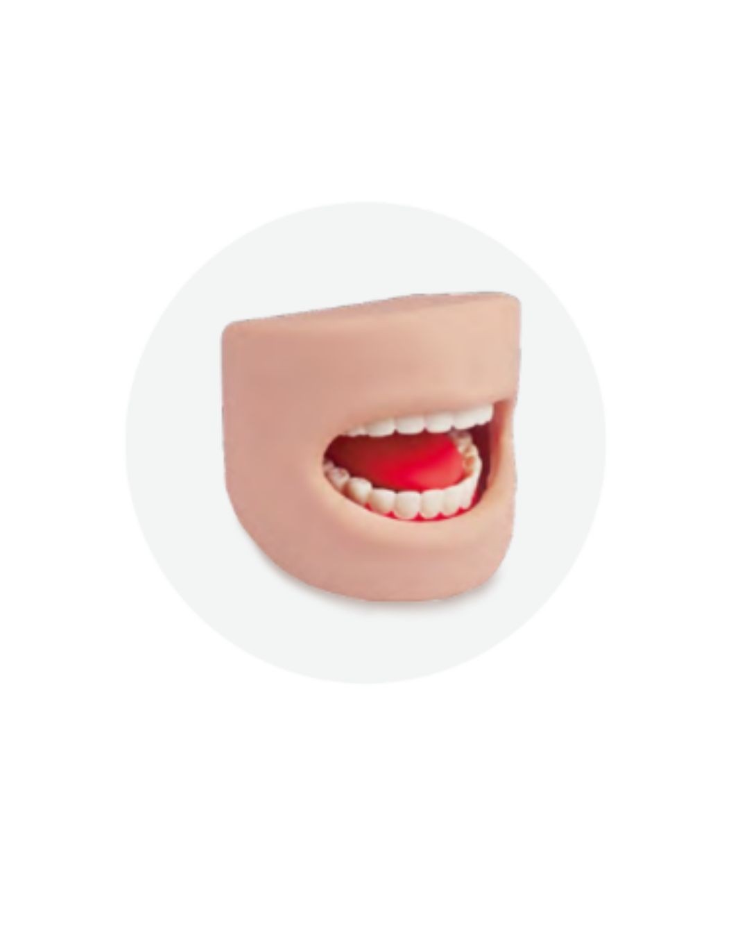 Teeth Model in Oral Cavity
