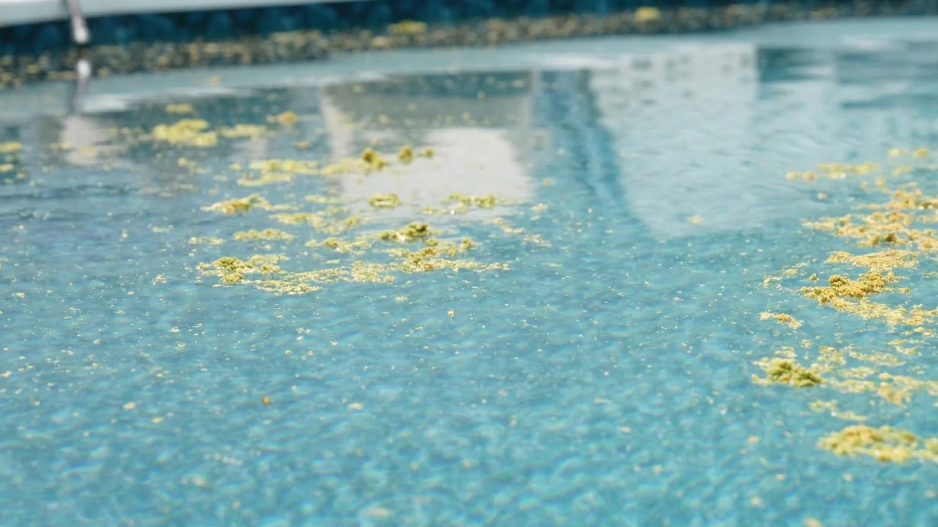 Featured-Pollen-on-The-Surface-of-Above-Ground-Pool-Water