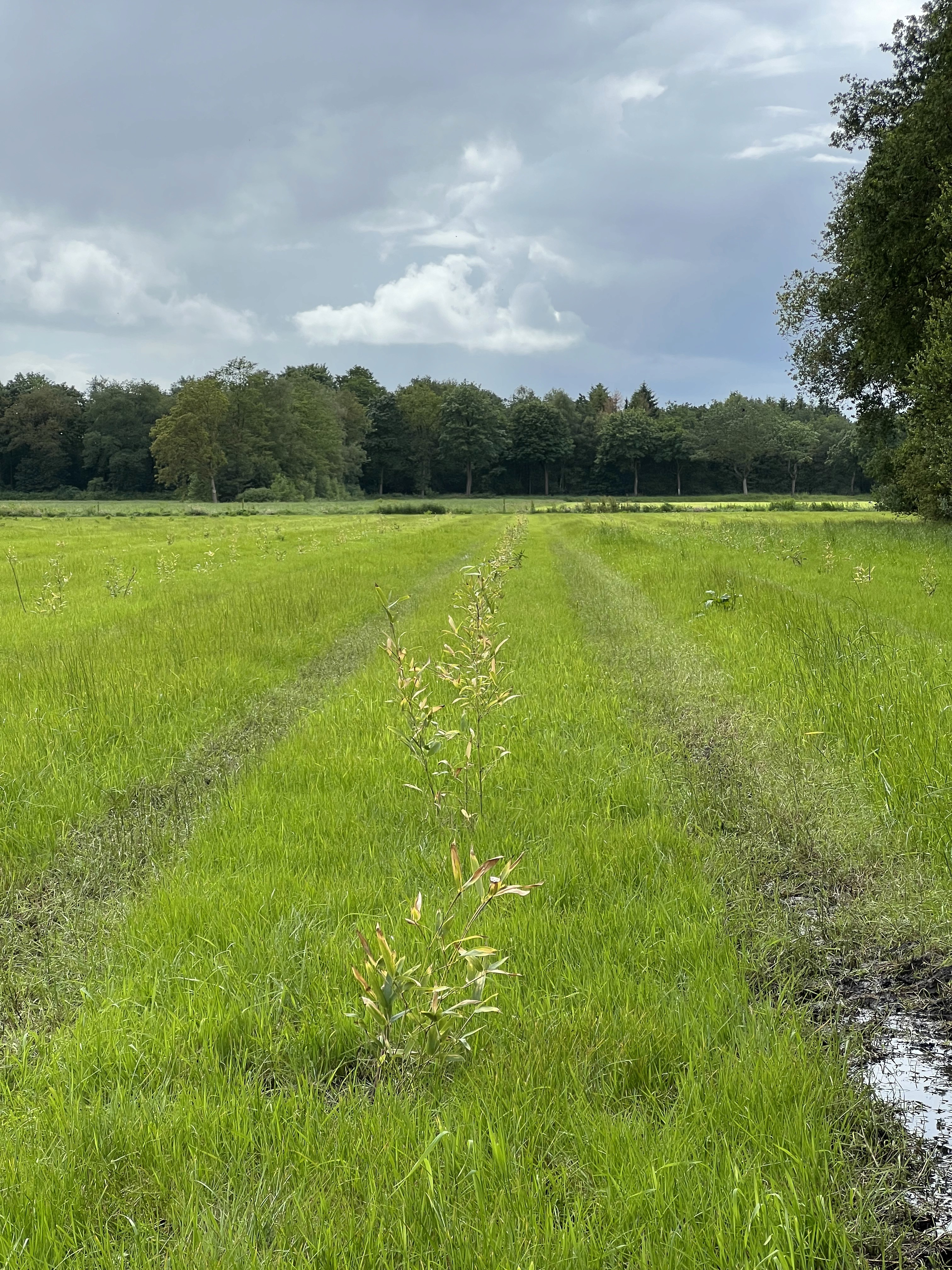 bamboo_farm_de_with_carbon_removal_certificates