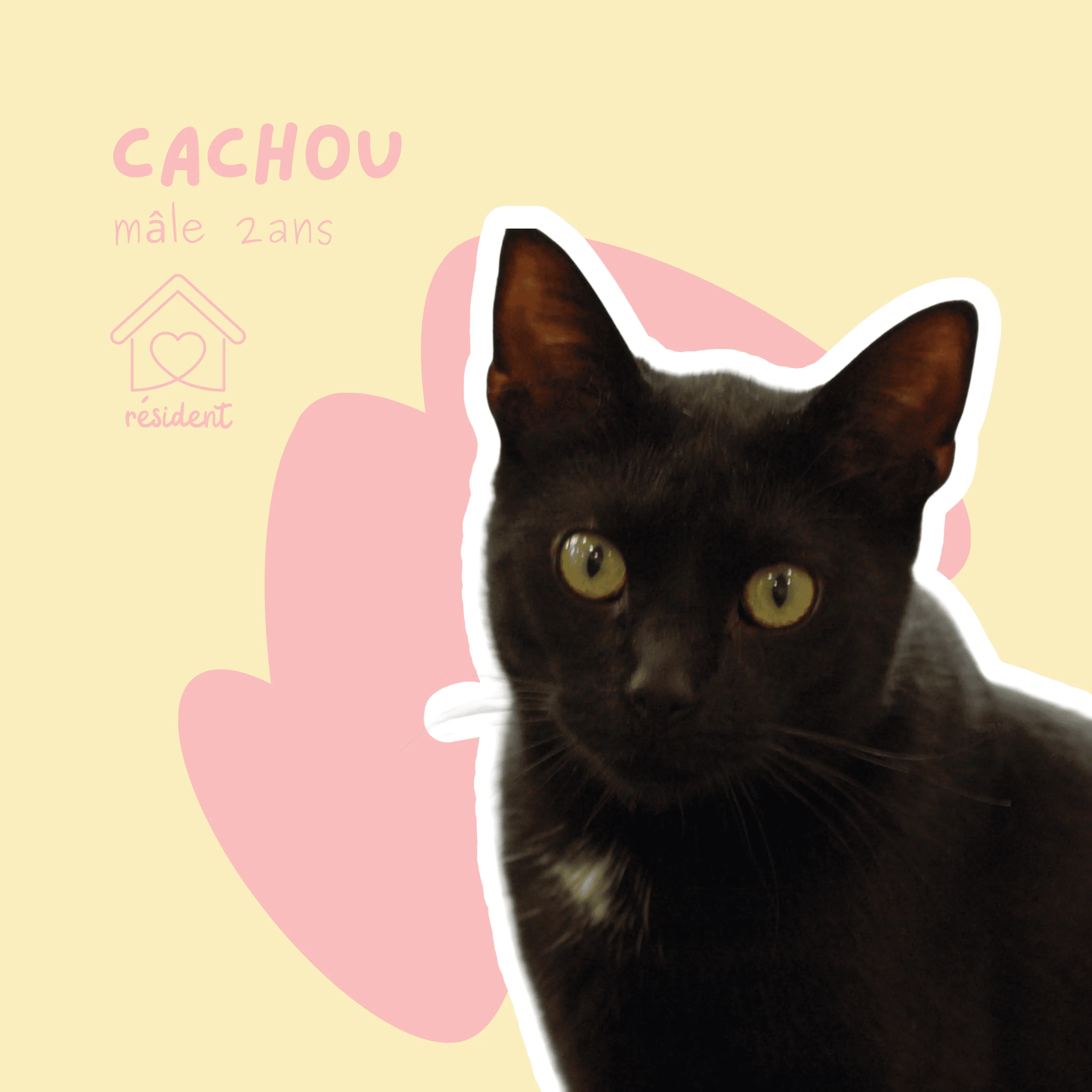 chat-cachou