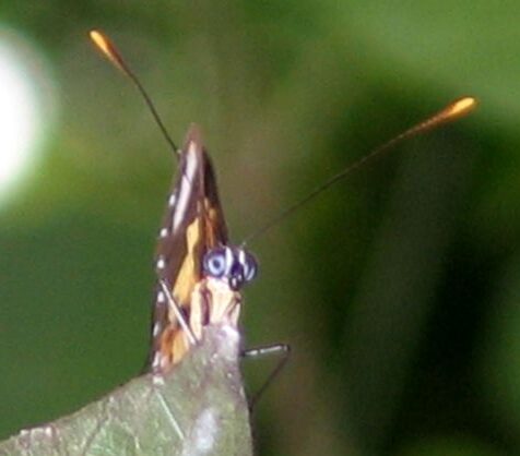 Borboleta vista de frente pousada em folha, com antenas de pontas alaranjadas e dilatadas
