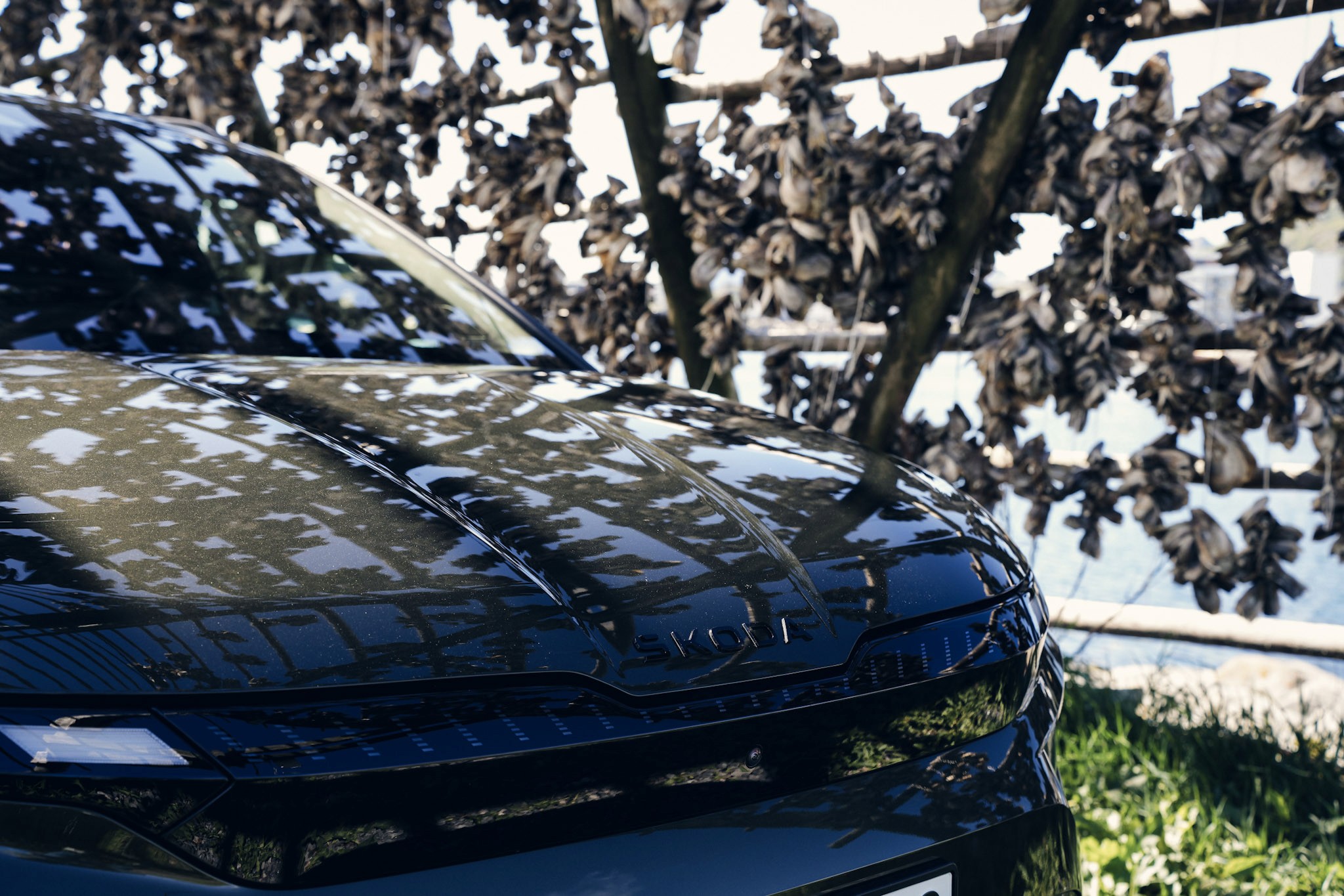 Detalje bilde av skoda enyaq panser