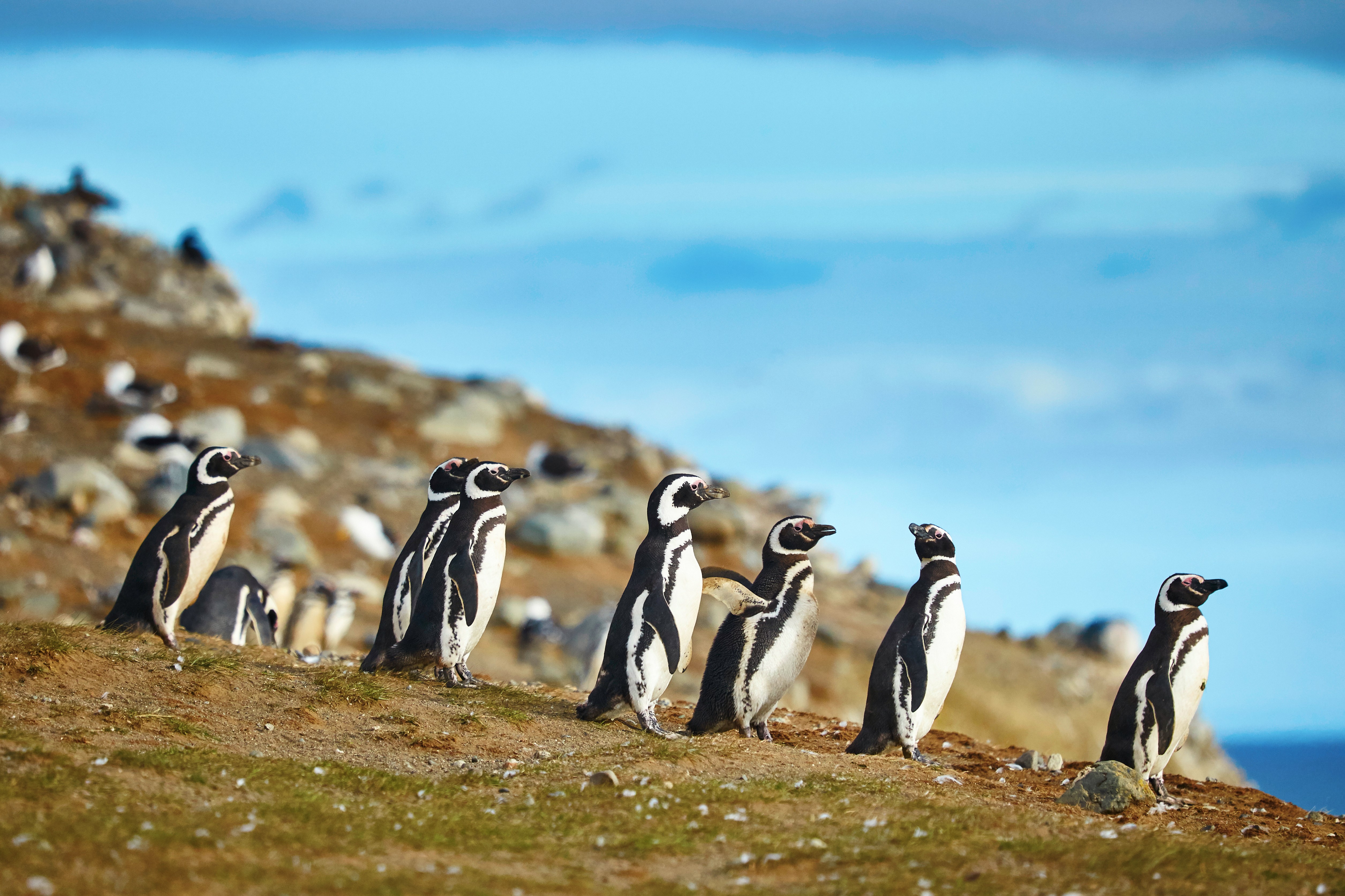 A group of penguins stands and waddles along a windswept, rocky shoreline under a bright blue sky.