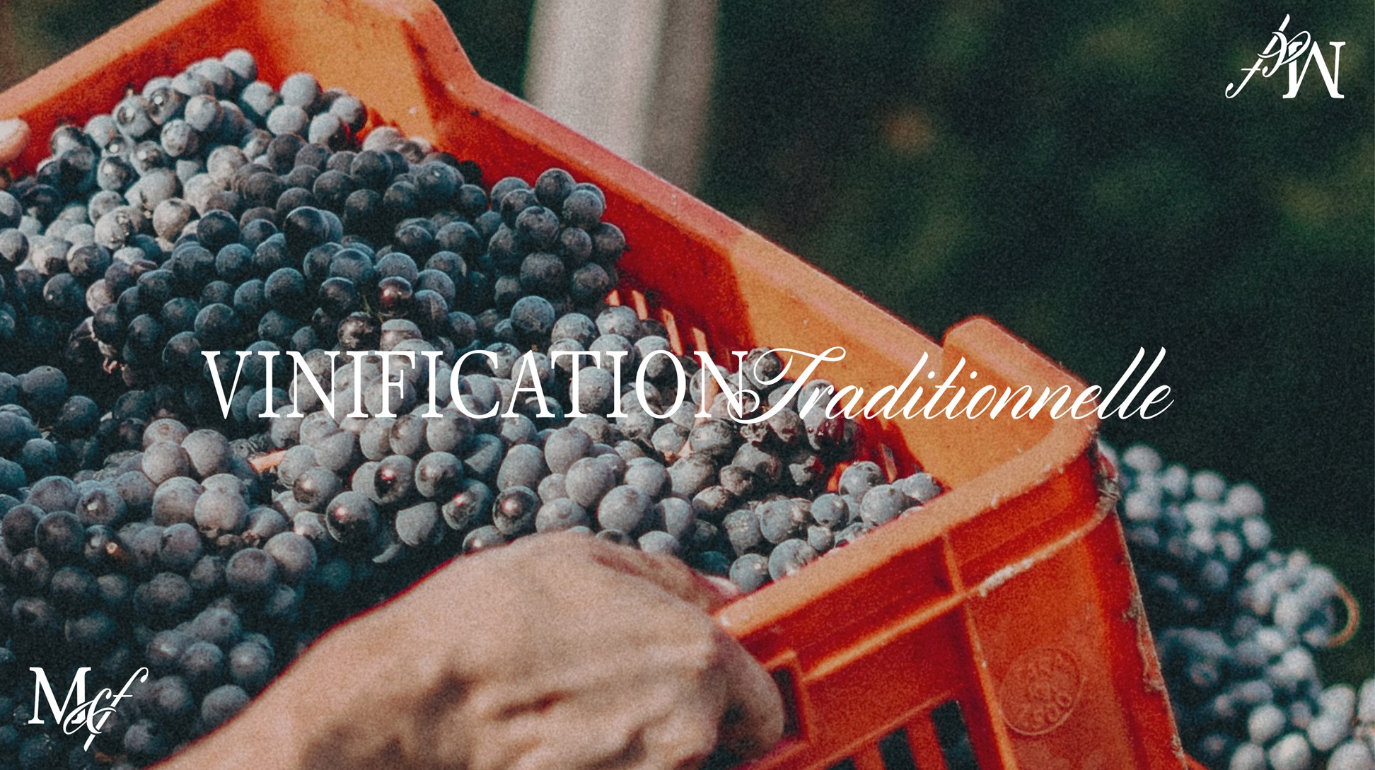 Vinification traditionnelle, photo d'une caisse de raisins dans les vignes.