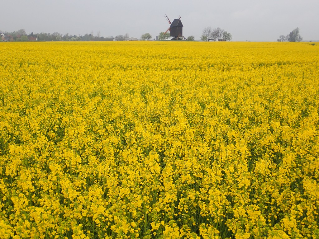 Farm view yellow flowers
