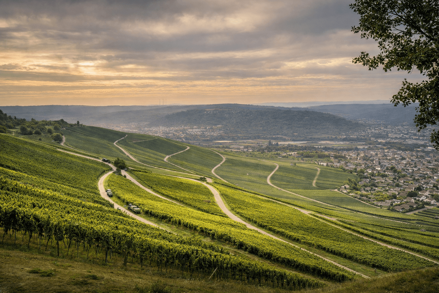 Malerischer, geteerter Weinberg-Weg, der sich durch die herbstlich gefärbten Reben schlängelt. Im Hintergrund ist die Silhouette von Grunbach mit der Kirche zu sehen.