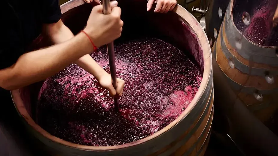 Oenology - Types of Horticulture Crops.webp