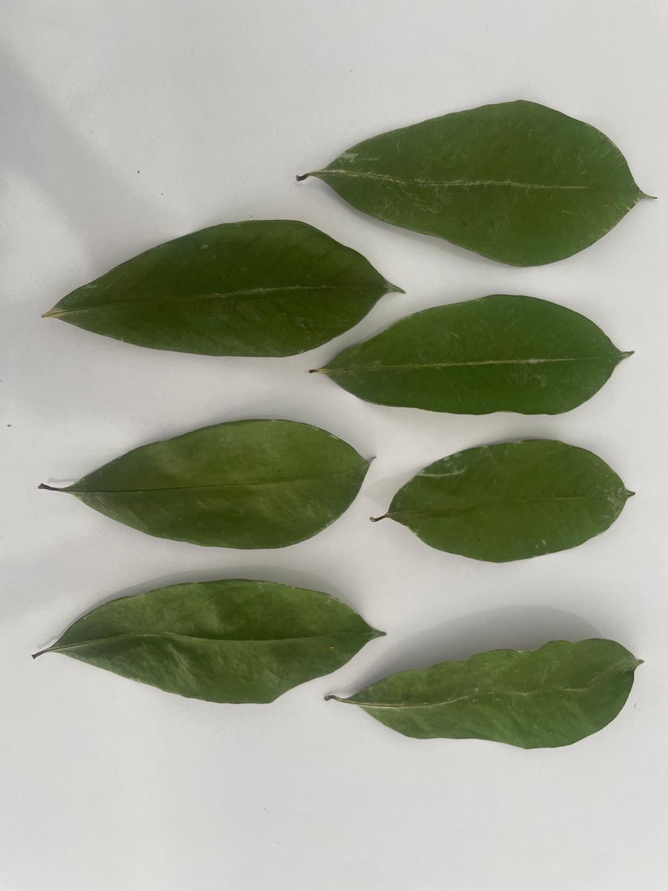 Katu Anodha Leaf