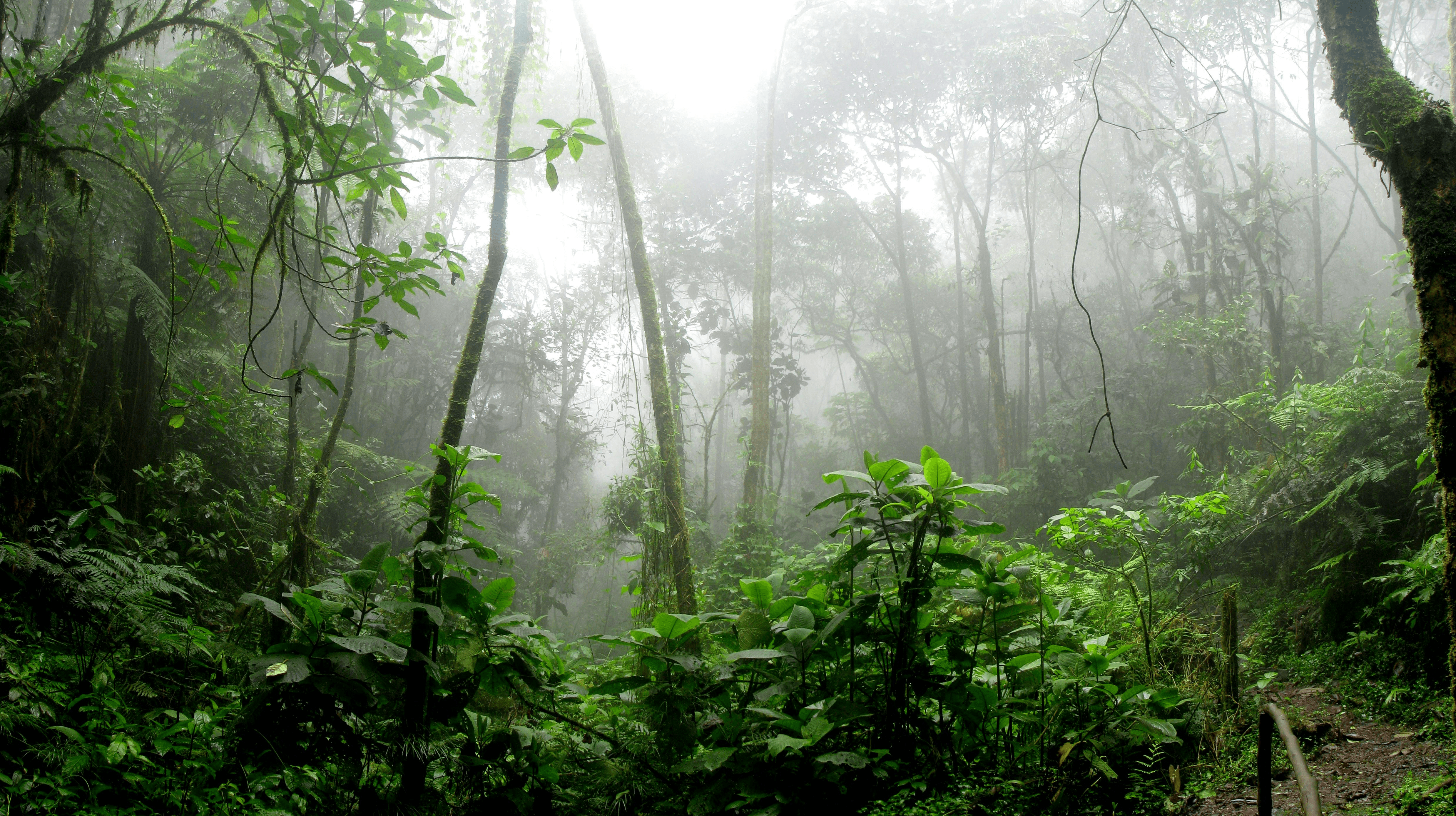 tree forest