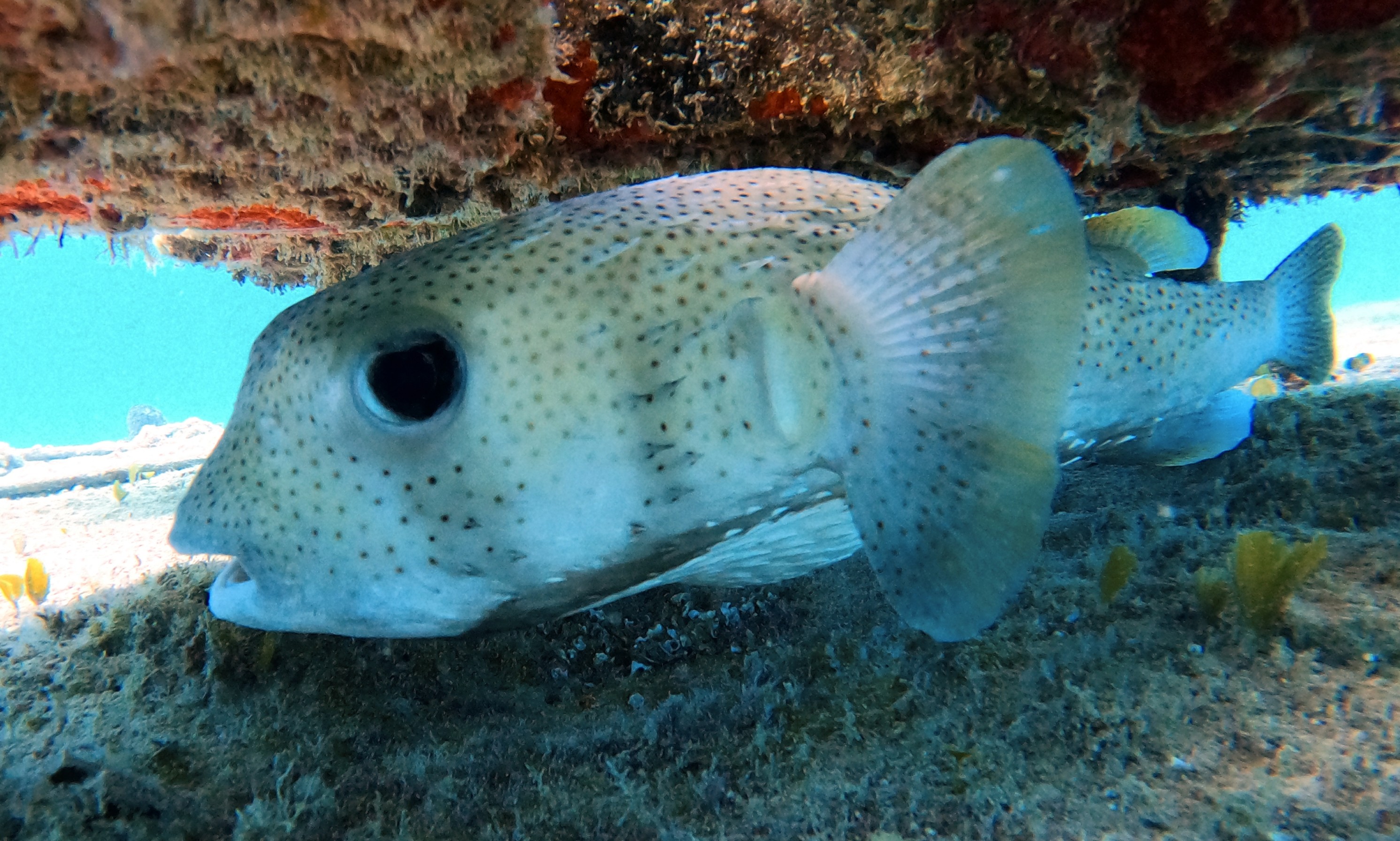 Coach explaining stuff to an athlete