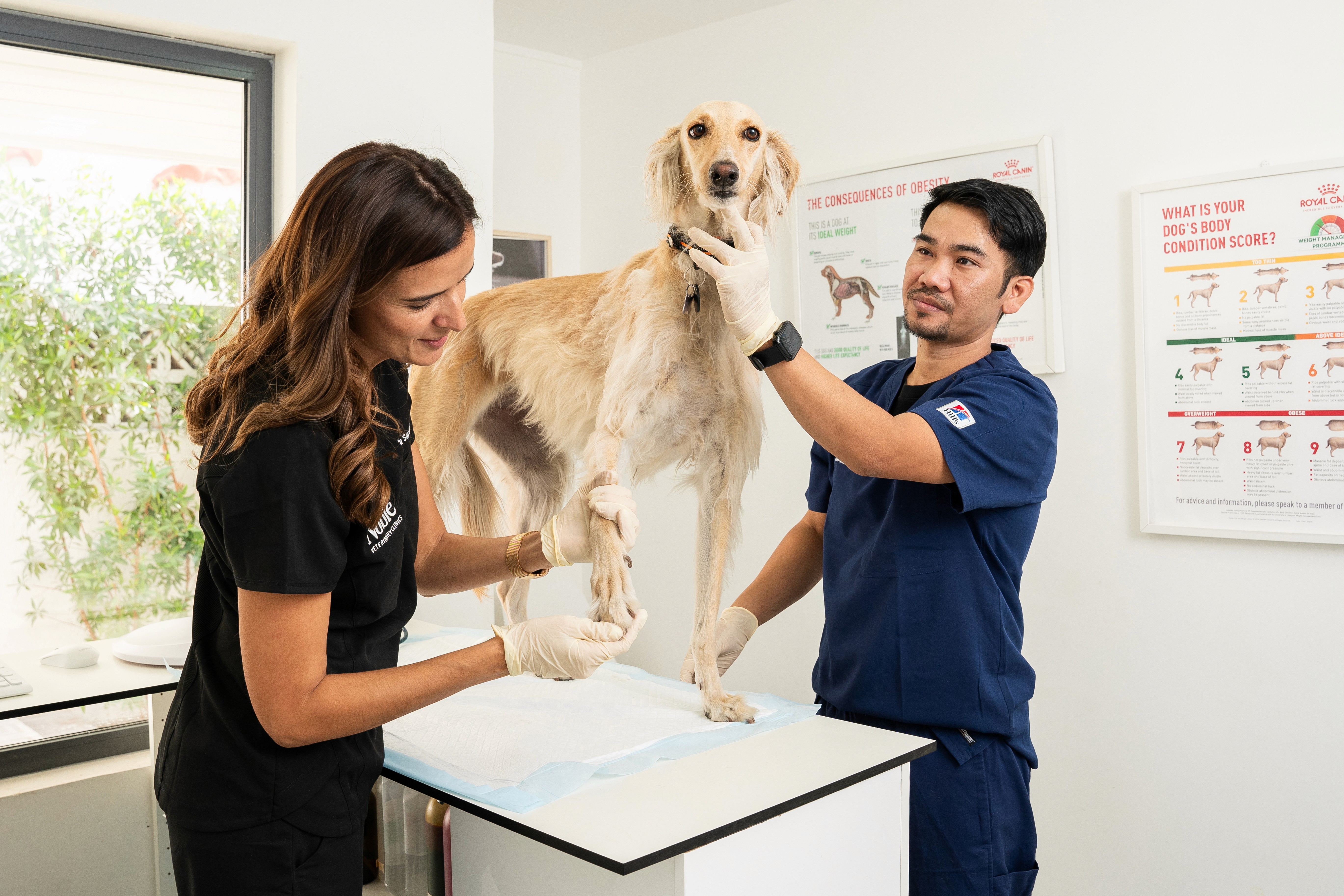 A veterinarian checks on a dog during moulting season for any allergy symptoms