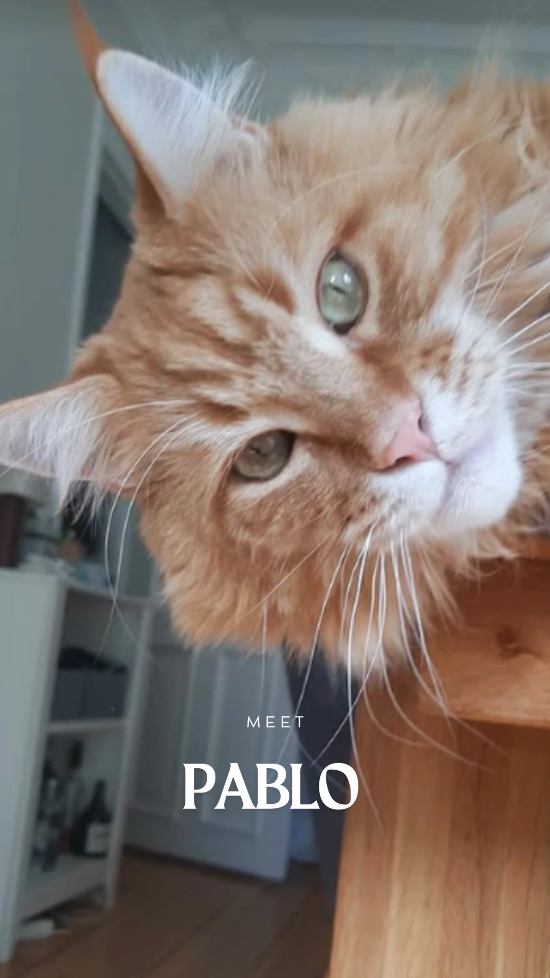 Pablo - sitmycat katzenbetreuung hamburg 