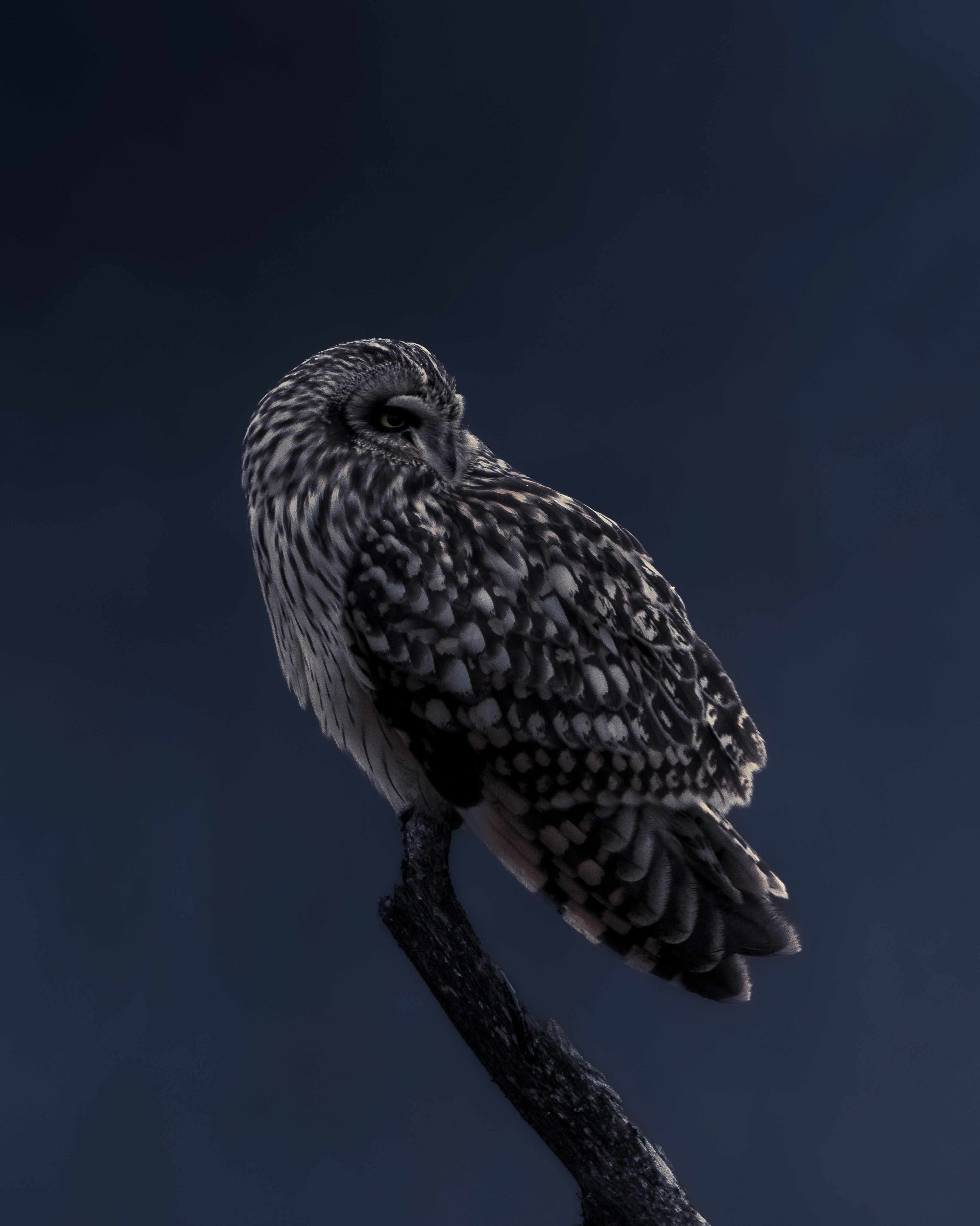 A tawny owl perched on a dark branch.