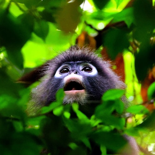 在私人長尾船之旅中觀察野生動物
