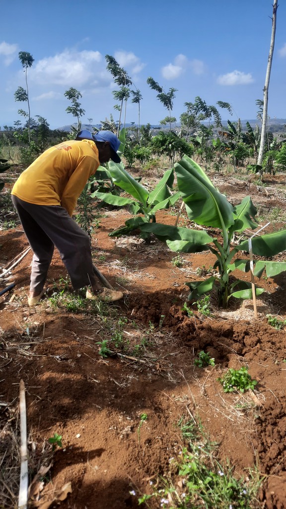 A person kneels in a field, tending to green plants under a bright blue sky with a few clouds.