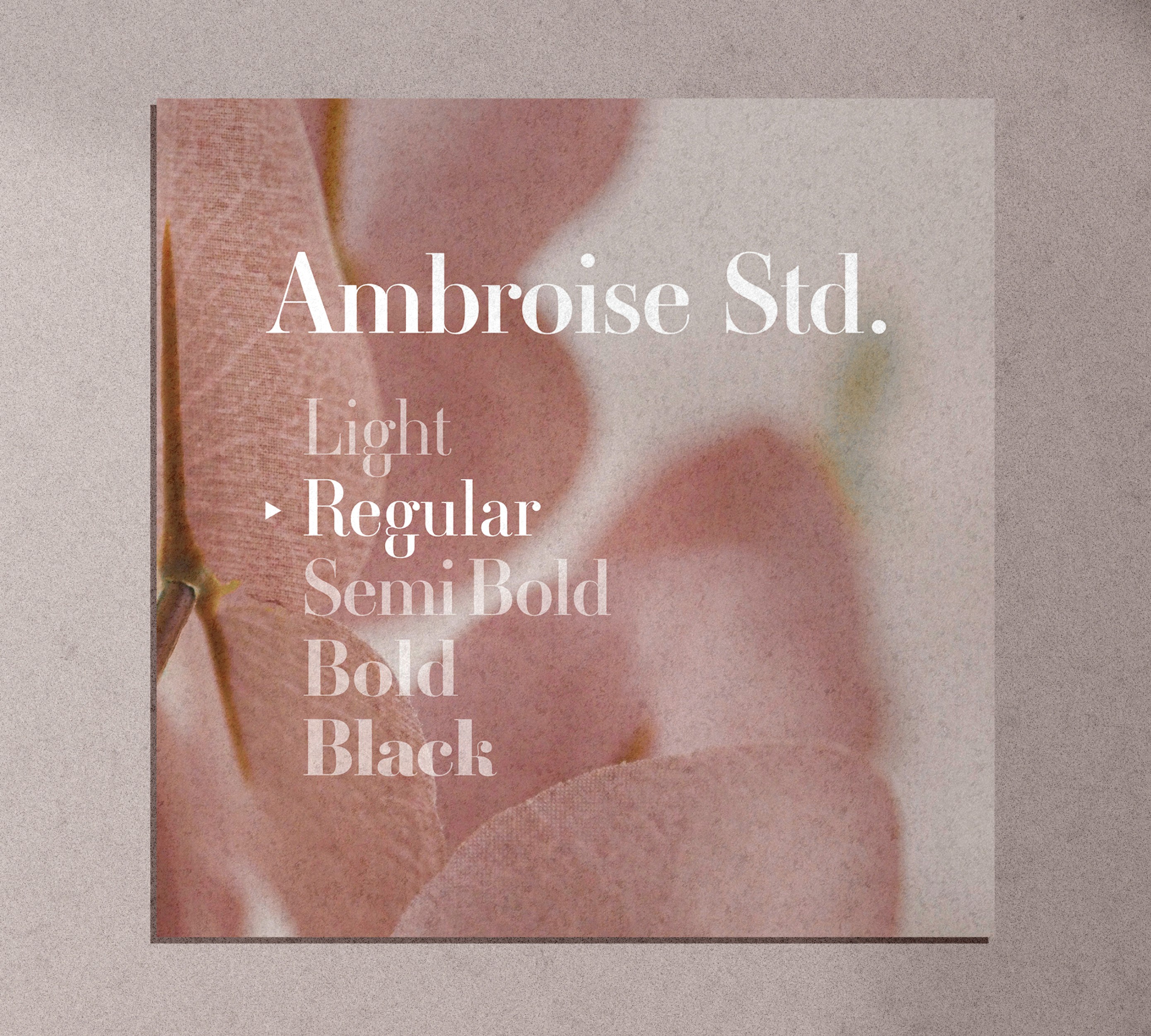 Trébol Font - Ambroise Std. Regular