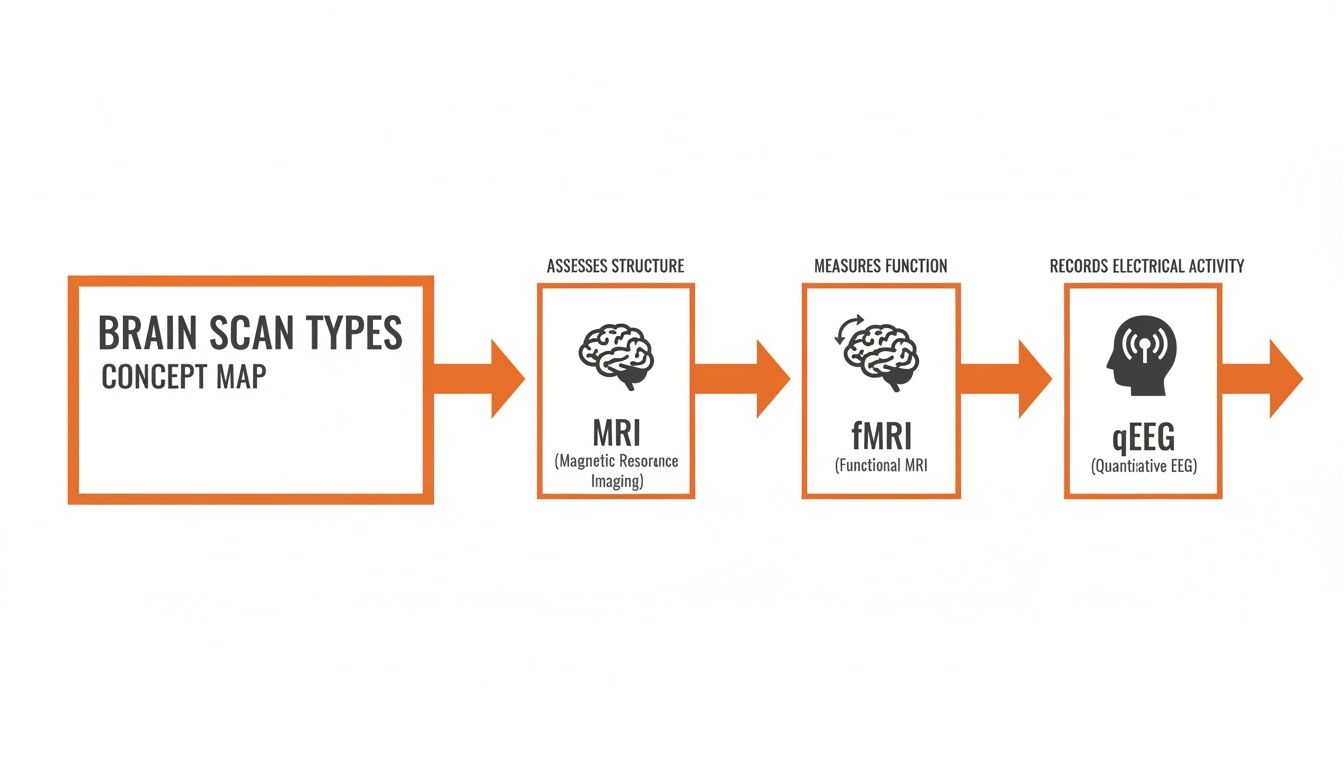 Concept map illustrating different brain scan types: MRI, fMRI, and qEEG, and their functions.