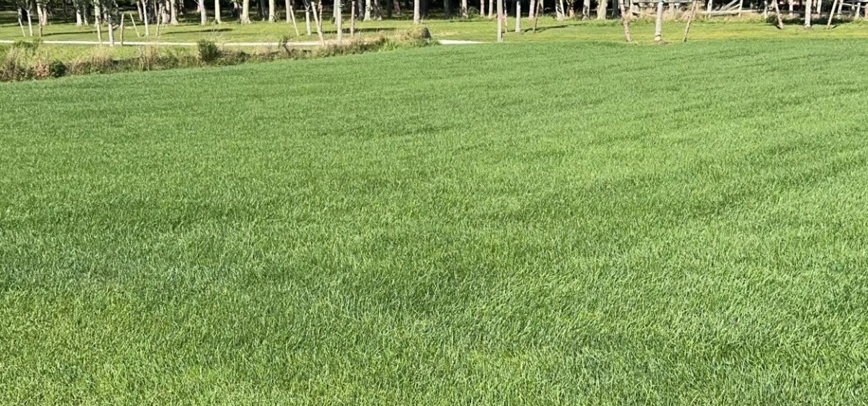 Lush freshly striped green lawn bordered by a tall hedge