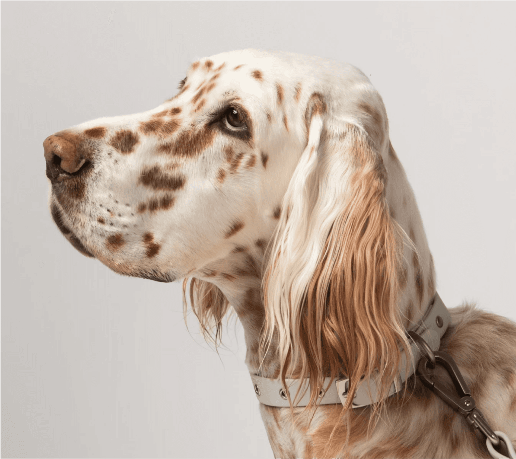 Lifestyle photo of a dog in a dog crate with pretty plants creatively directed by Bart Fish