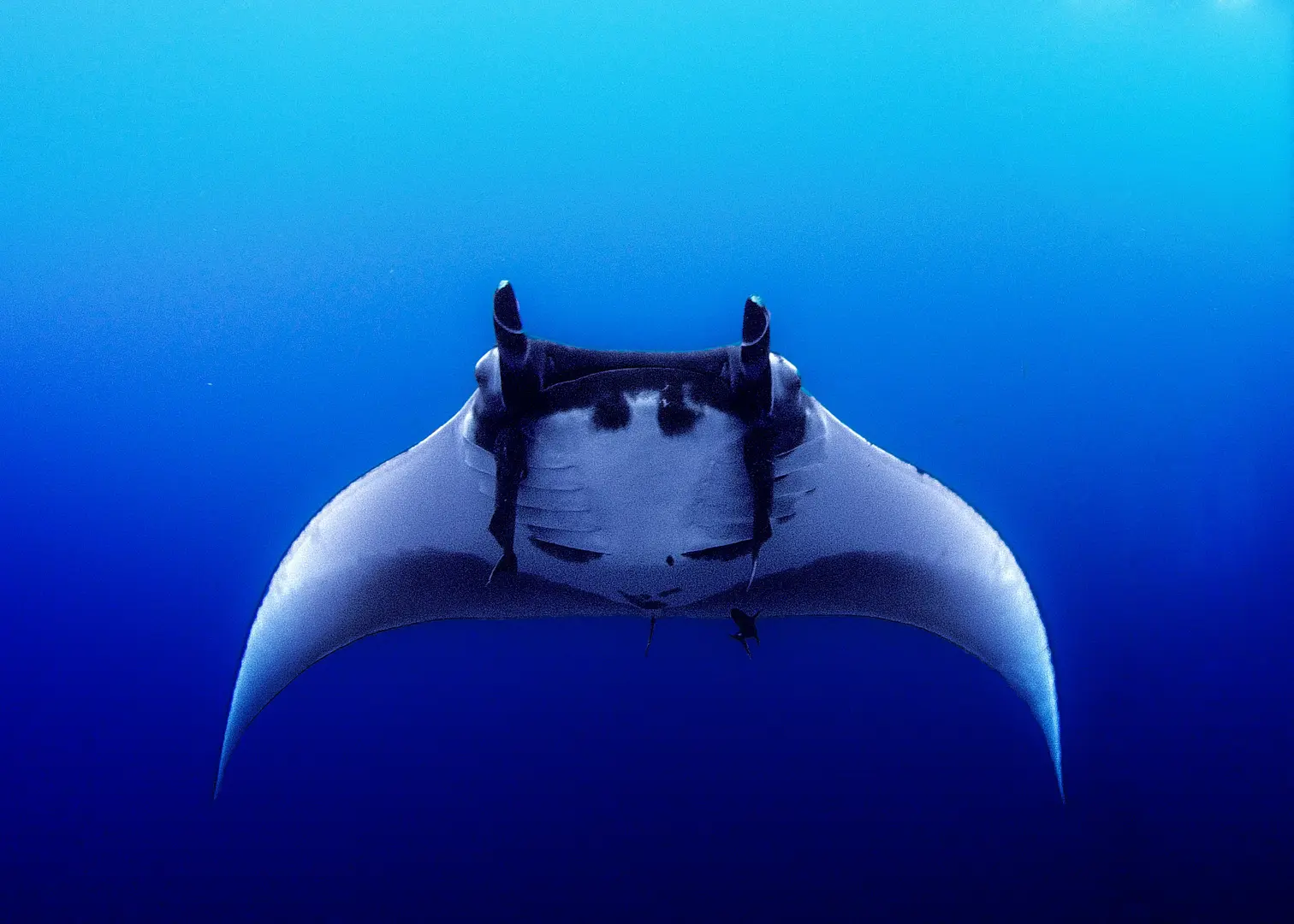 Photo of a manta ray