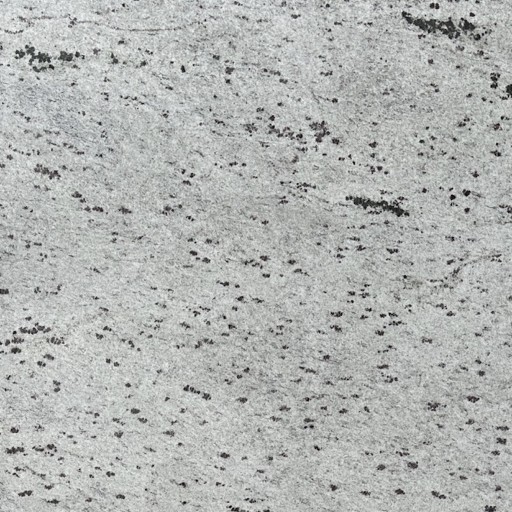 Toscana grey granite