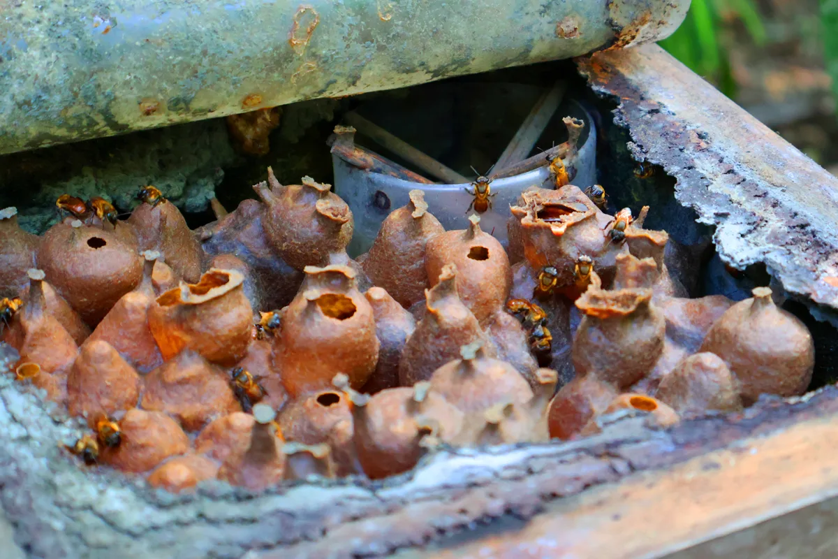 Melgueira de abelhas sem ferrão.