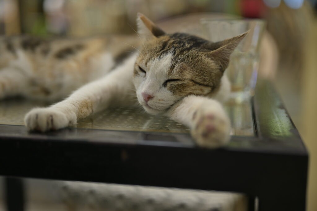 Peaceful cat resting during an immersive wellness and ambient sound event at High Spirits Pune
