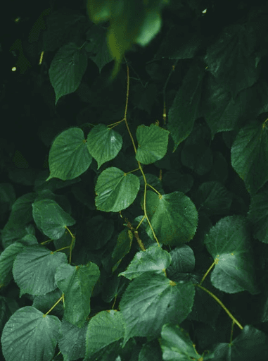 Liście pokazane z bliska