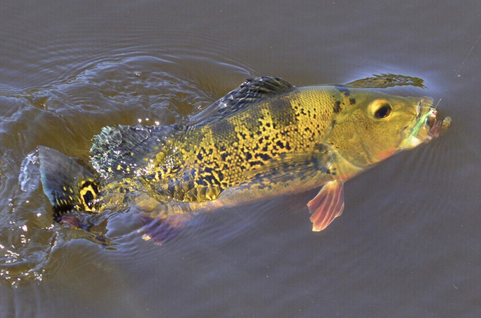 Peacock Bass on the end of a fishermans's line