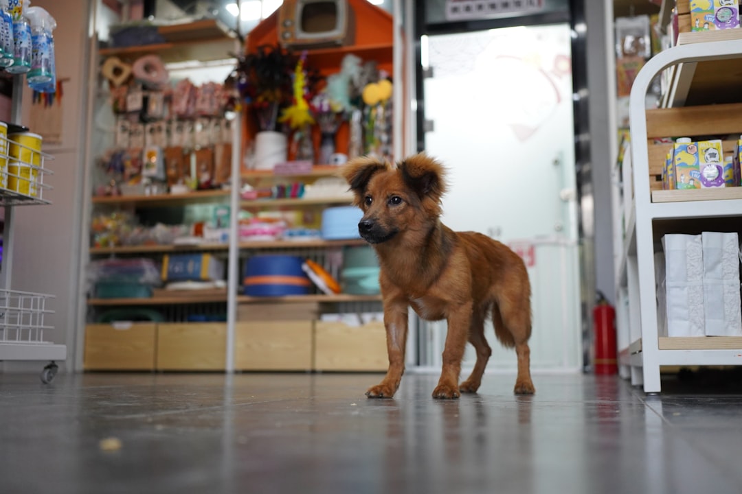 A brown dog standing in front of a store
