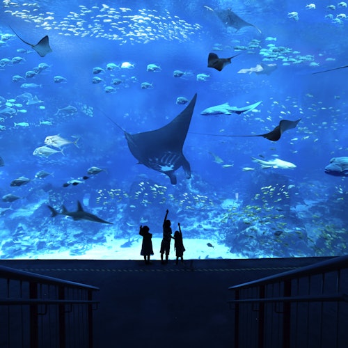 Children in silhouette watch various fish, including a large manta ray, in a huge aquarium tank.