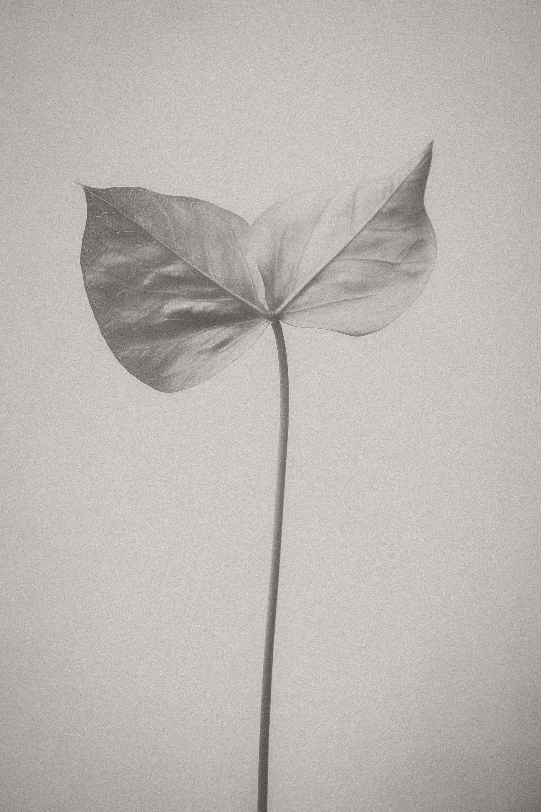 A single dark leaf with a heart-shaped silhouette, featuring prominent veins, extends from a slender stem against a soft, muted background. The image emphasizes the leaf's texture and shape, creating a striking contrast in a monochromatic tone.